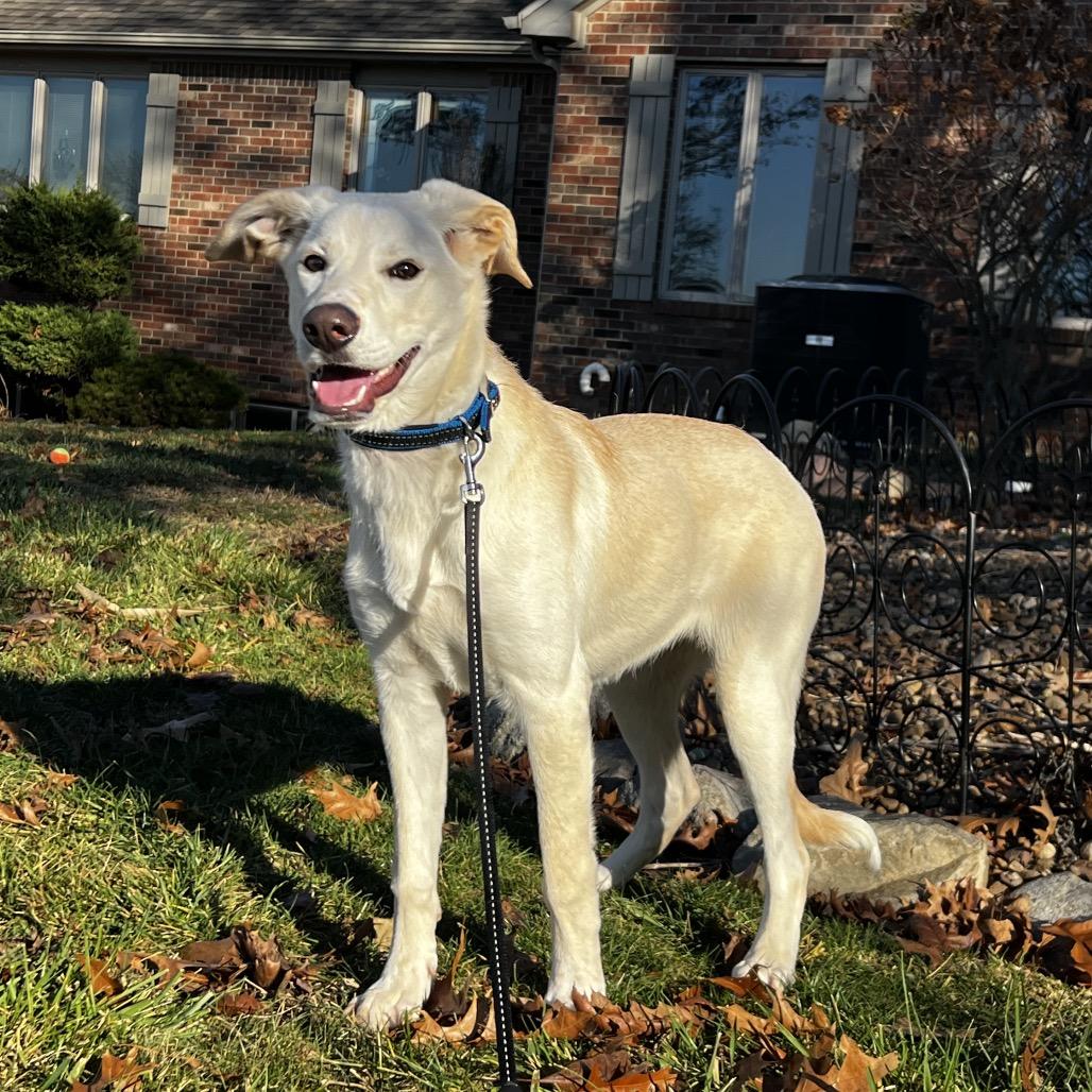 Enlarge Willow happy Girl, a Adoptable Yellow Labrador Retriever in Kokomo, IN image 4/5