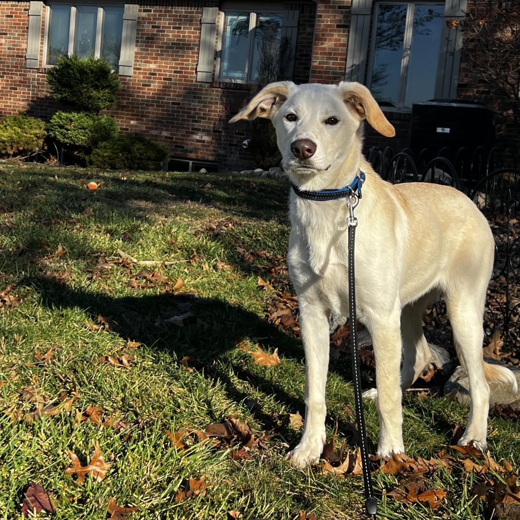 Enlarge Willow happy Girl, a Adoptable Yellow Labrador Retriever in Kokomo, IN image 5/5