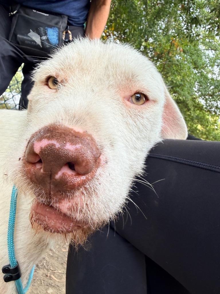 Pax, Adoptable, Young Male Hound.