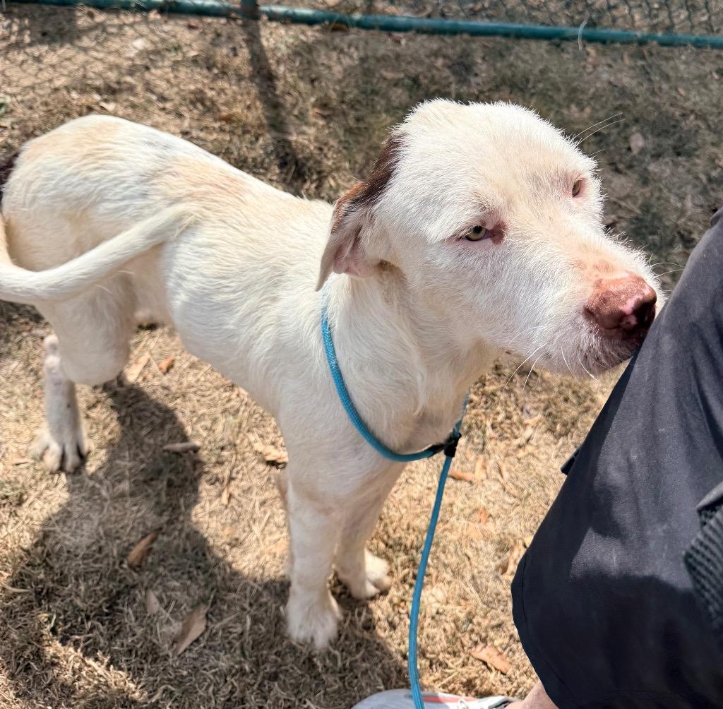 Enlarge Pax, a Adoptable mixed breed in Little Rock, AR image 2/2