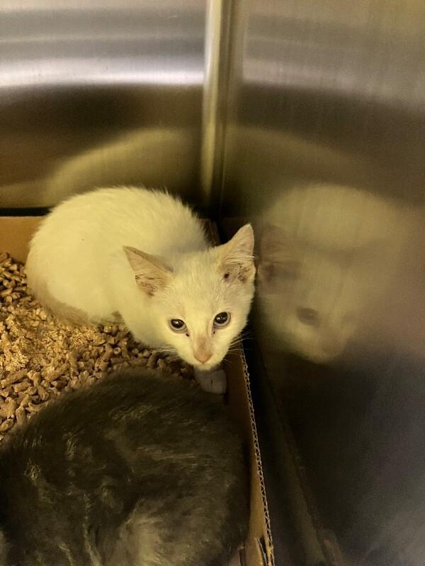 Burnt Marshmellow, Adoptable, Young Male Domestic Short Hair.