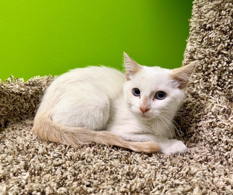 Enlarge Burnt Marshmellow, a Adoptable Domestic Short Hair in Jackson, TN image 2/2