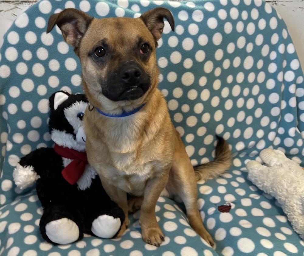 Enlarge Rascal, a Adoptable mixed breed in Cedartown, GA image 1/1