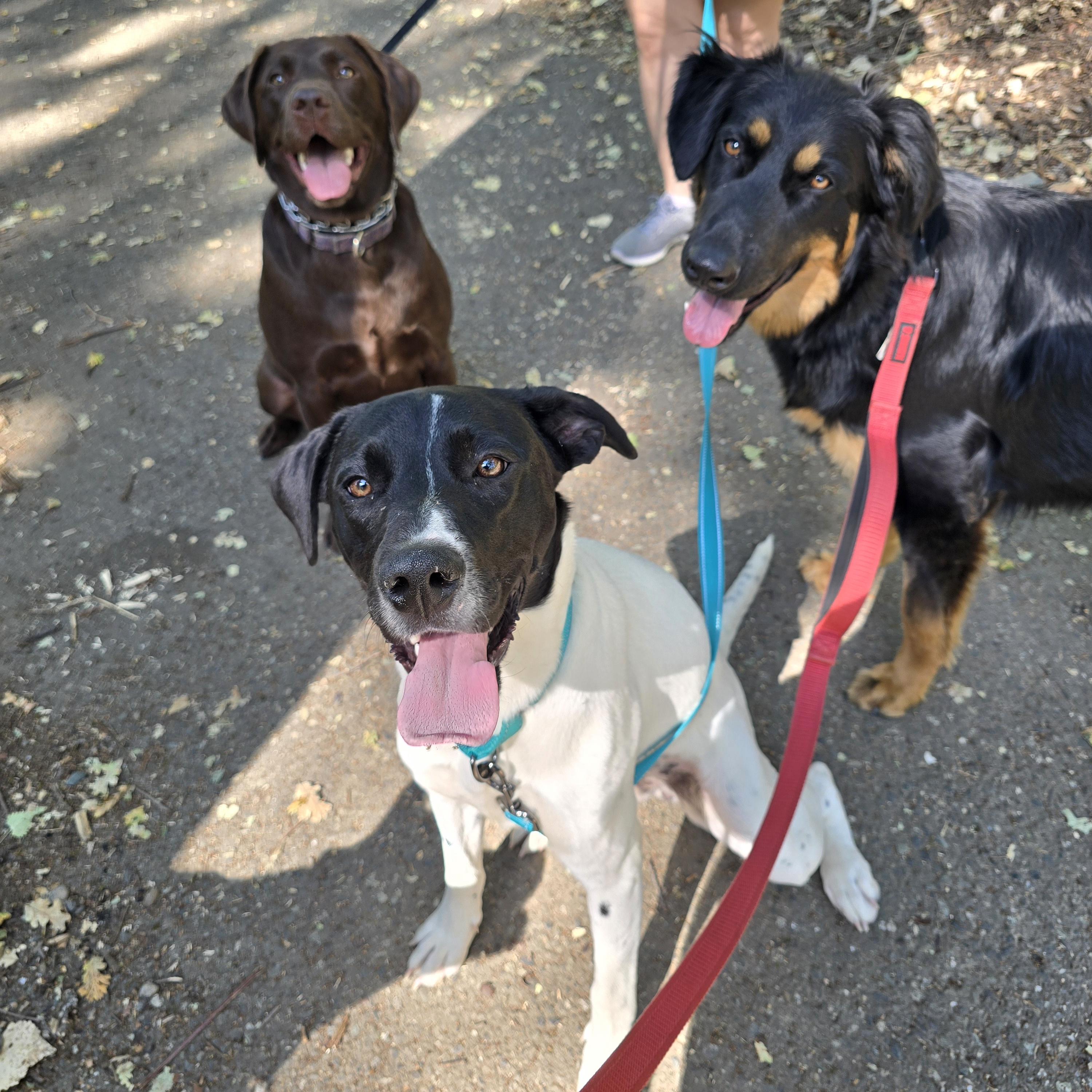 Enlarge Lily, a ADOPTABLE mixed breed in Cottonwood, CA image 2/2