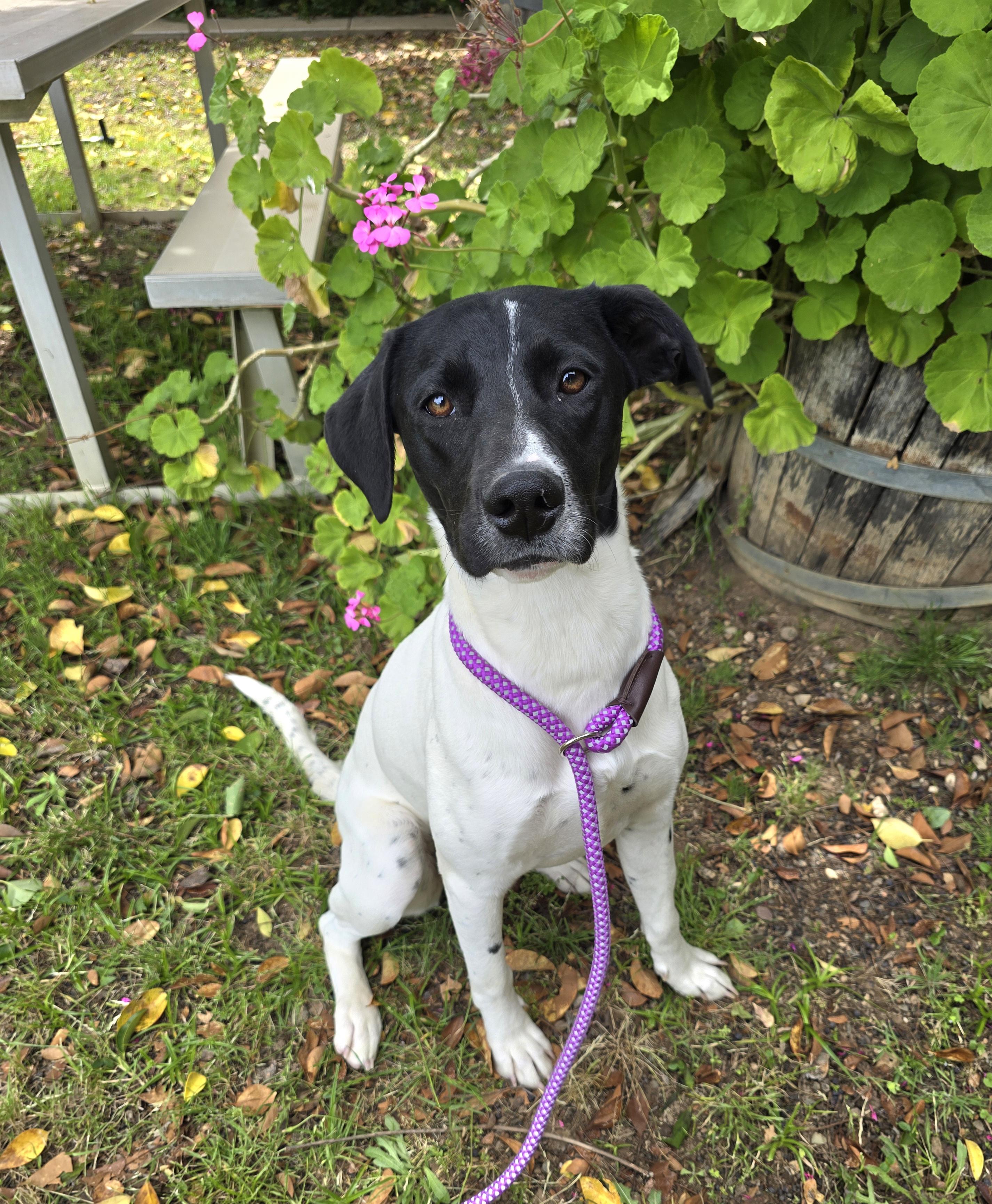 Enlarge Lily, a ADOPTABLE mixed breed in Cottonwood, CA image 1/2