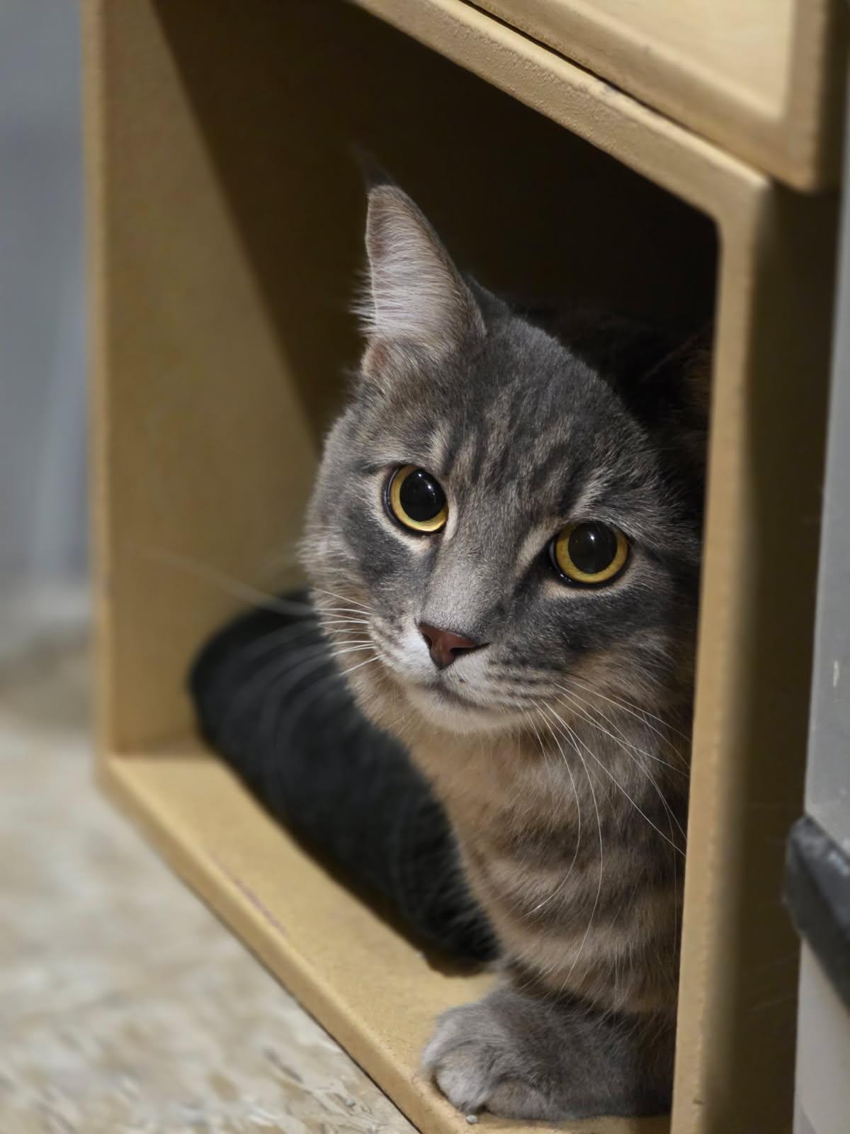 Juice and Mayhem, an adopted Tabby in Phoenix, AZ image 4/6