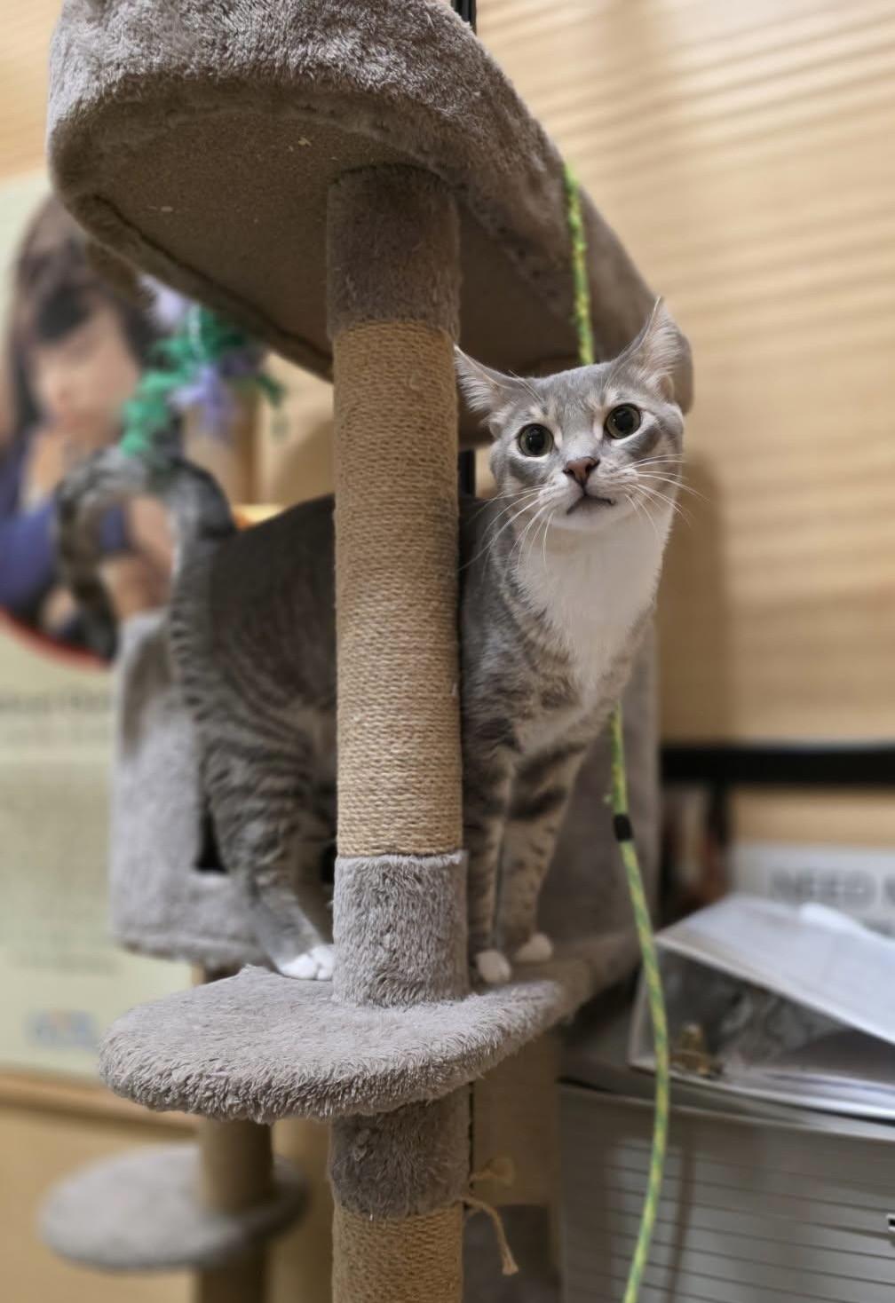 Juice and Mayhem, adopted, Young Male Tabby.