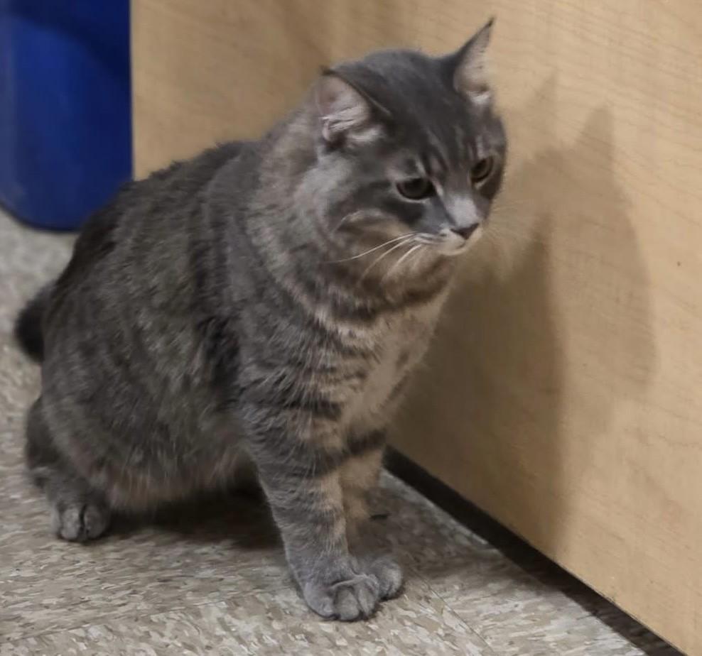 Juice and Mayhem, an adopted Tabby in Phoenix, AZ image 5/6