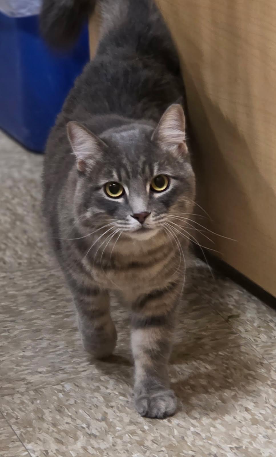 Juice and Mayhem, an adopted Tabby in Phoenix, AZ image 6/6