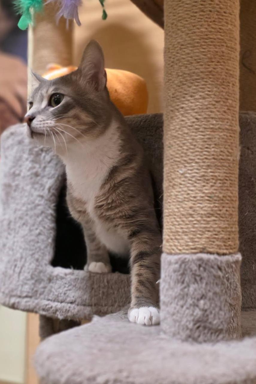 Juice and Mayhem, an adopted Tabby in Phoenix, AZ image 2/6