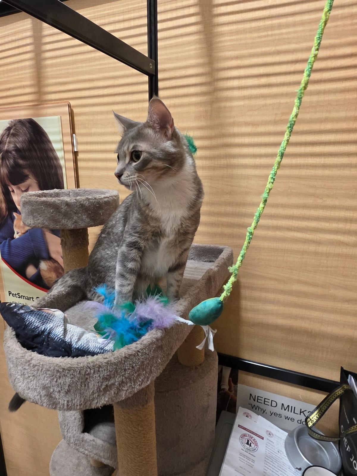 Juice and Mayhem, an adopted Tabby in Phoenix, AZ image 3/6