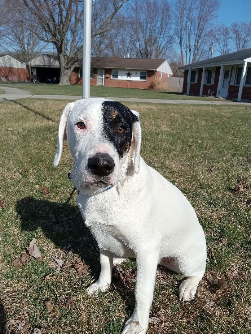 PRINCE PHANTOM (TWIN TO MISSY), Adoptable, Young Male Pointer & Labrador Retriever.