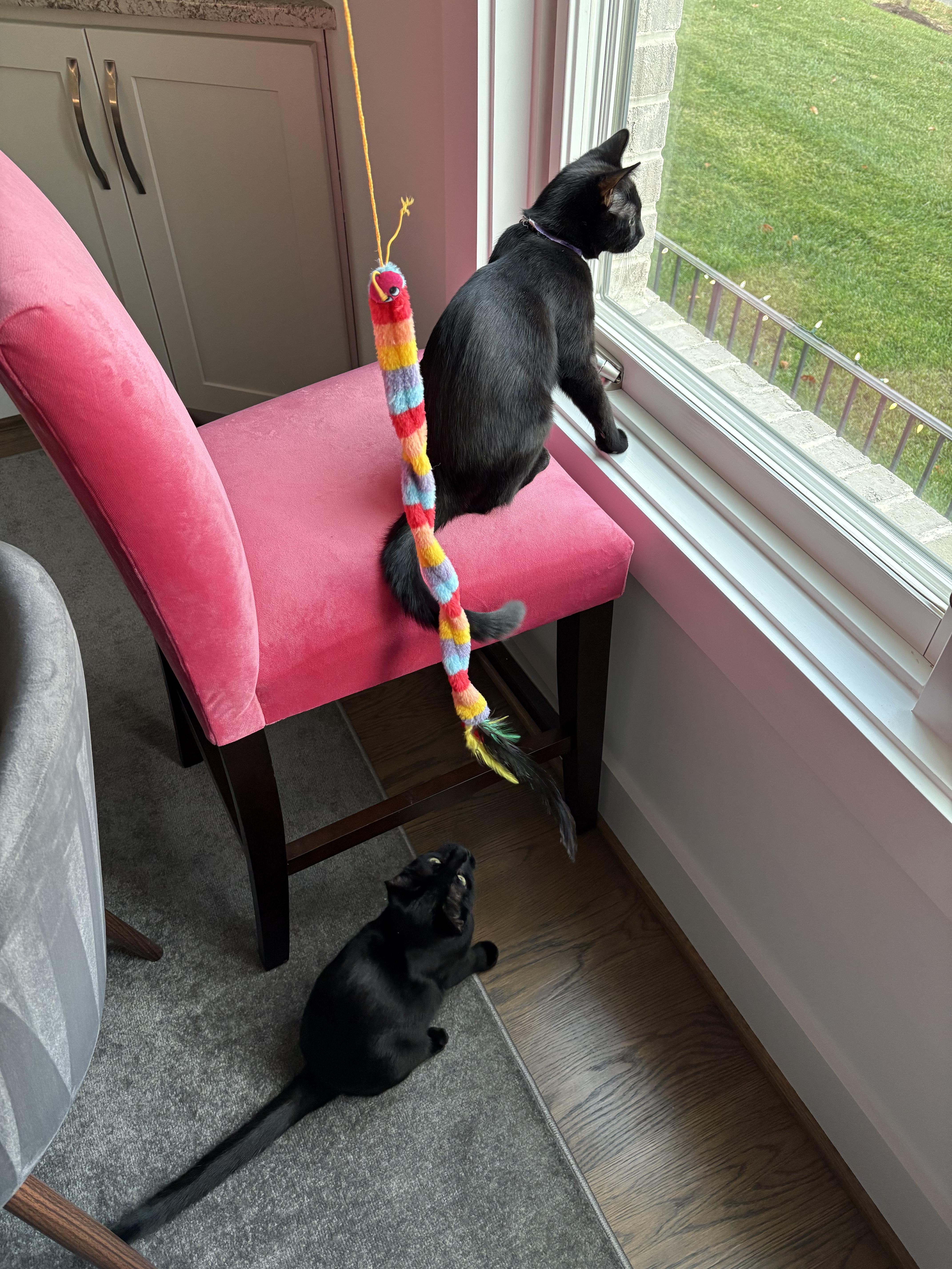 Saylor and Kimber (F), a Adoptable Domestic Short Hair in Fairfax, VA image 3/6