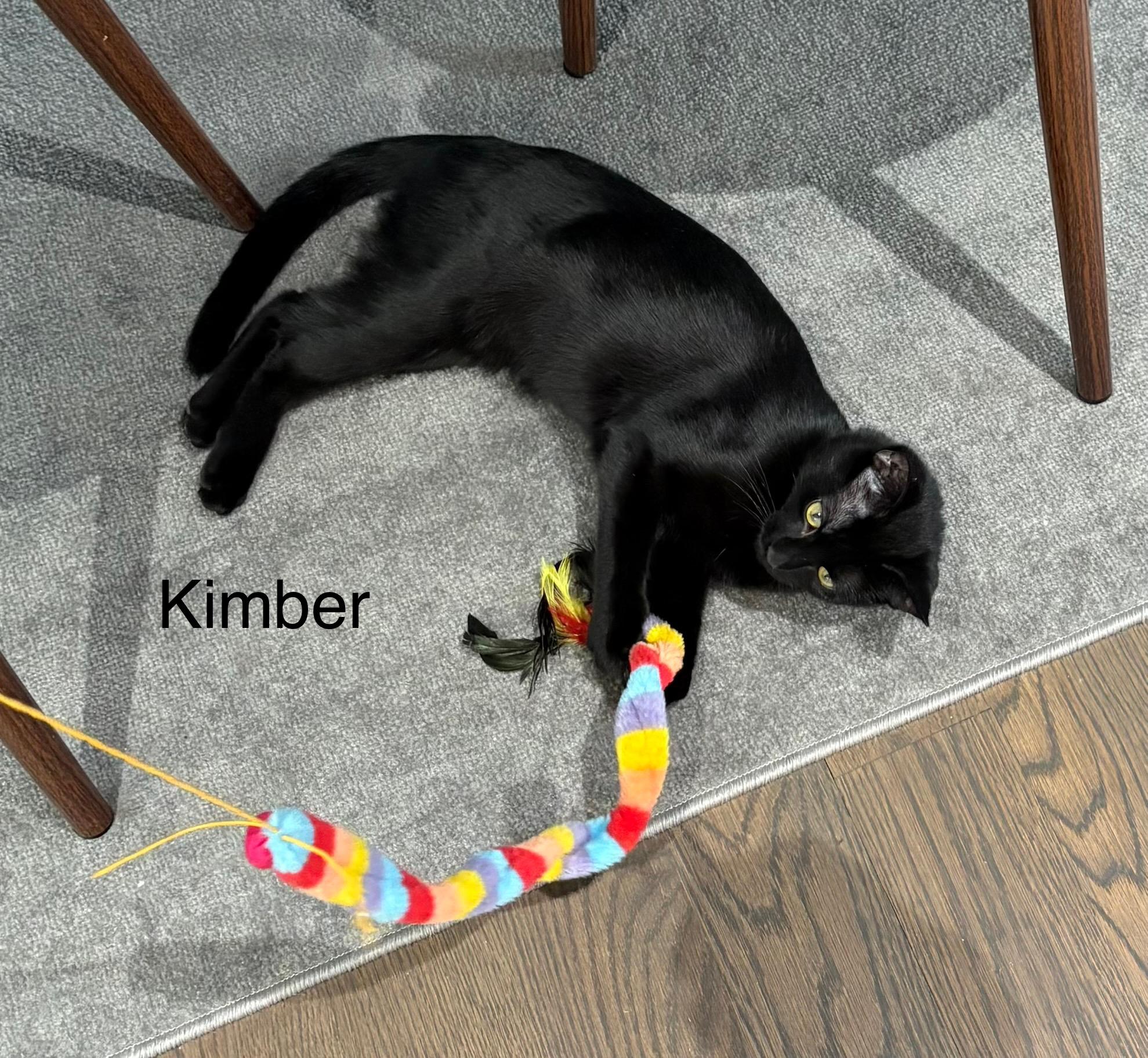 Saylor and Kimber (F), a Adoptable Domestic Short Hair in Fairfax, VA image 4/6