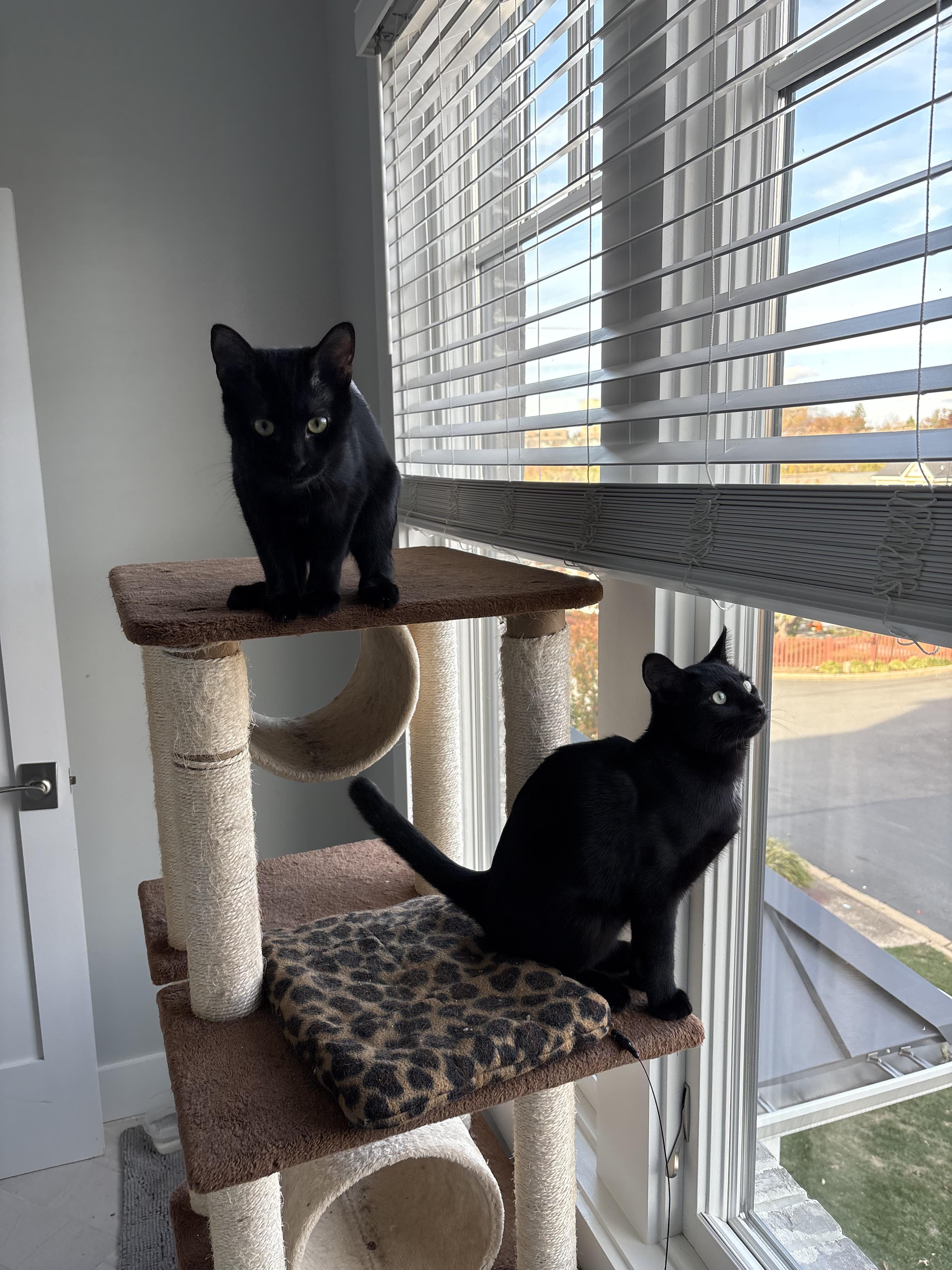 Saylor and Kimber (F), a Adoptable Domestic Short Hair in Fairfax, VA image 5/6