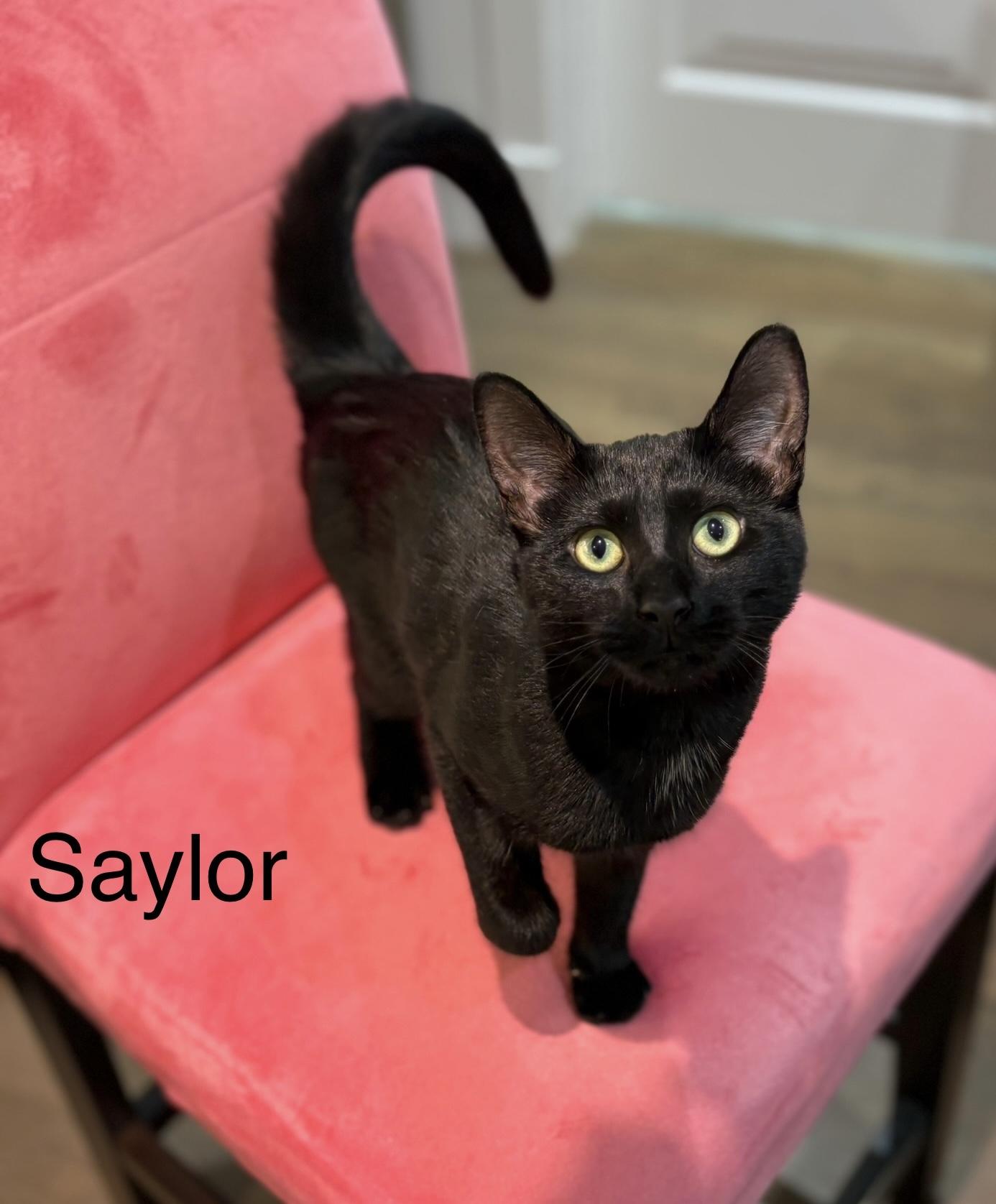 Saylor and Kimber (F), Adoptable, Young Female Domestic Short Hair.