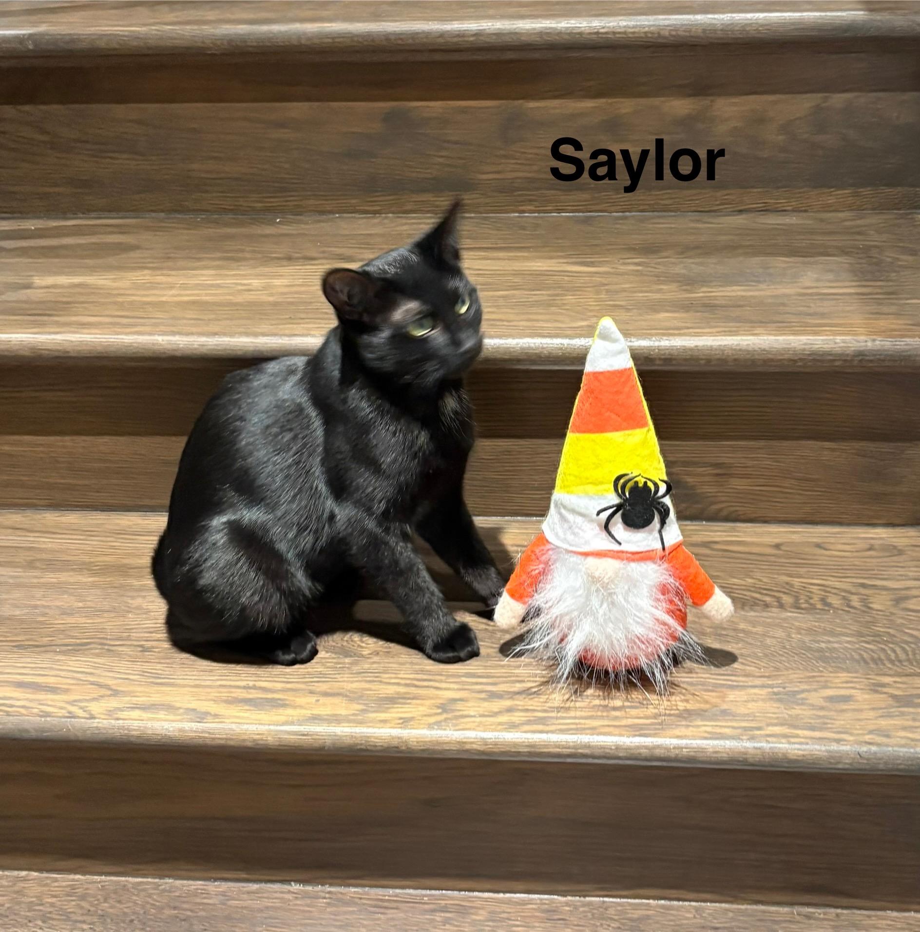 Saylor and Kimber (F), a Adoptable Domestic Short Hair in Fairfax, VA image 6/6
