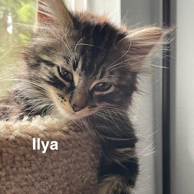 Enlarge Ilya, a ADOPTABLE Domestic Medium Hair in Olympia, WA image 1/1