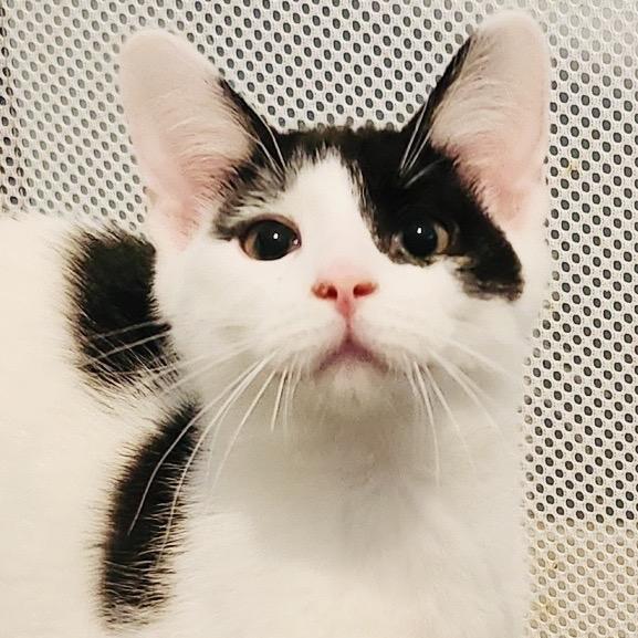 Azure, Adoptable, Kitten Male Domestic Short Hair.