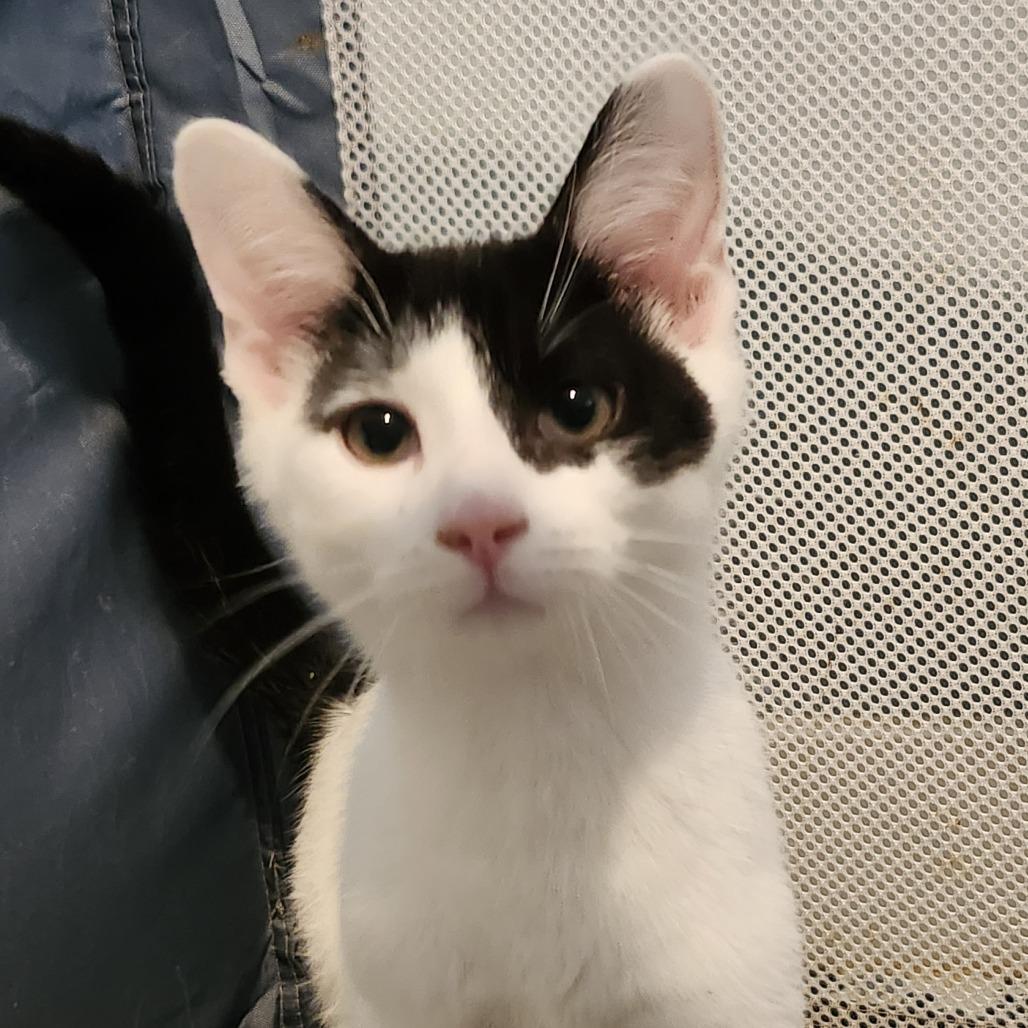 Enlarge Azure, a Adoptable Domestic Short Hair in Columbia Station, OH image 2/2