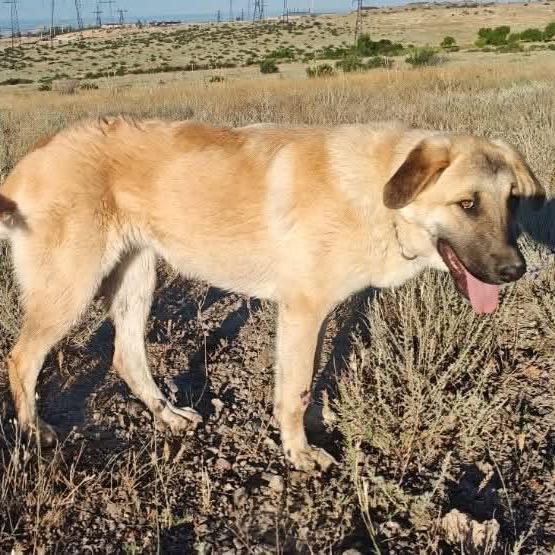 Enlarge Mia (Just arrived from Armenia!), a Adoptable Mixed Breed in Bend, OR image 1/6