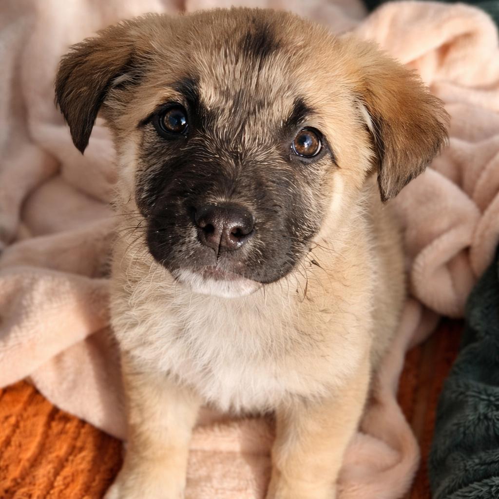 Enlarge Mia (Just arrived from Armenia!), a Adoptable Mixed Breed in Bend, OR image 3/6
