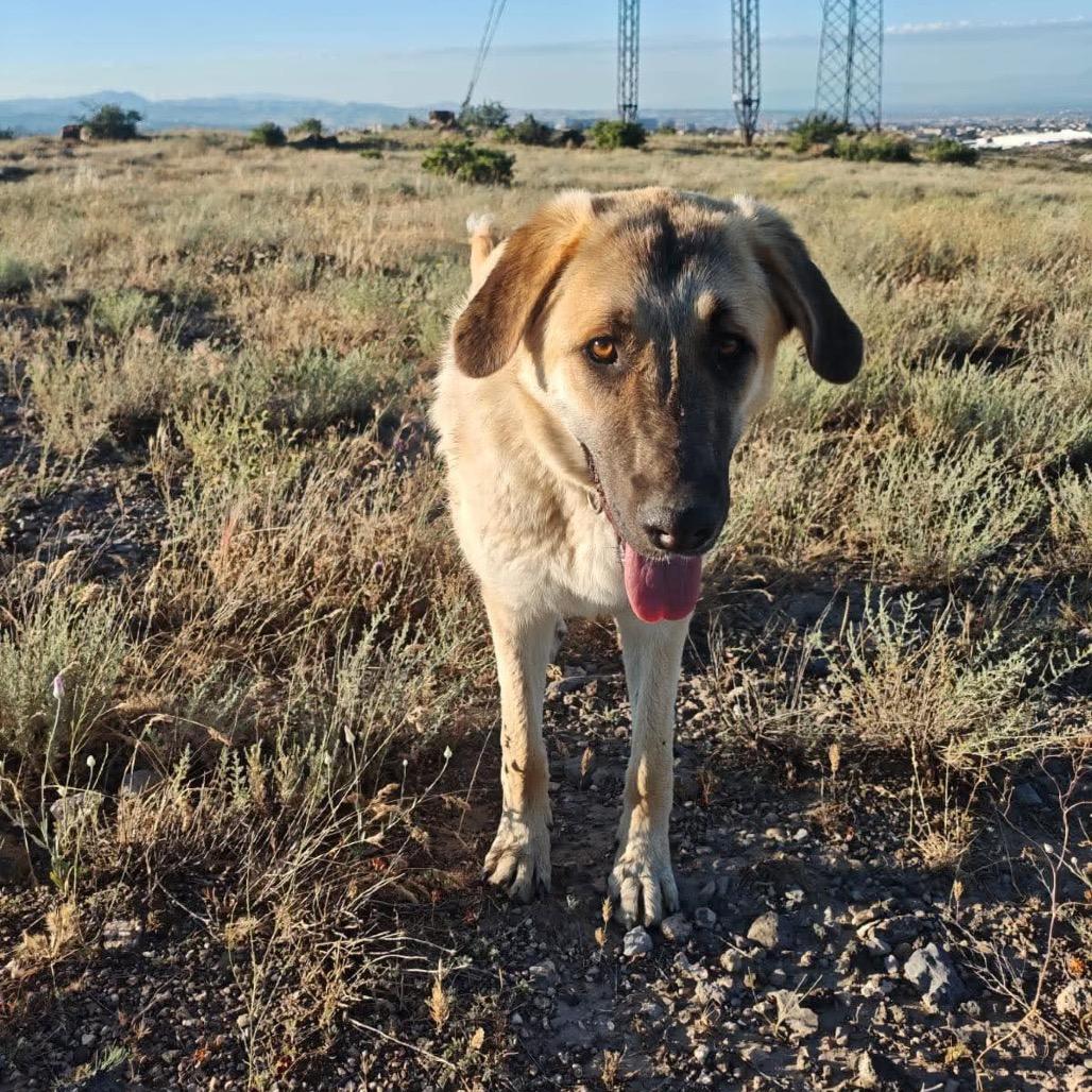 Enlarge Mia (Just arrived from Armenia!), a Adoptable Mixed Breed in Bend, OR image 6/6