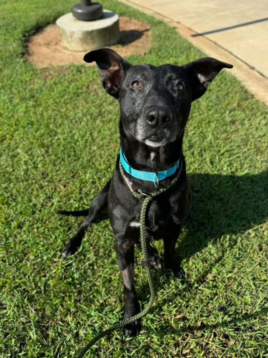 Max *Senior*, Adoptable, Young Male Labrador Retriever.