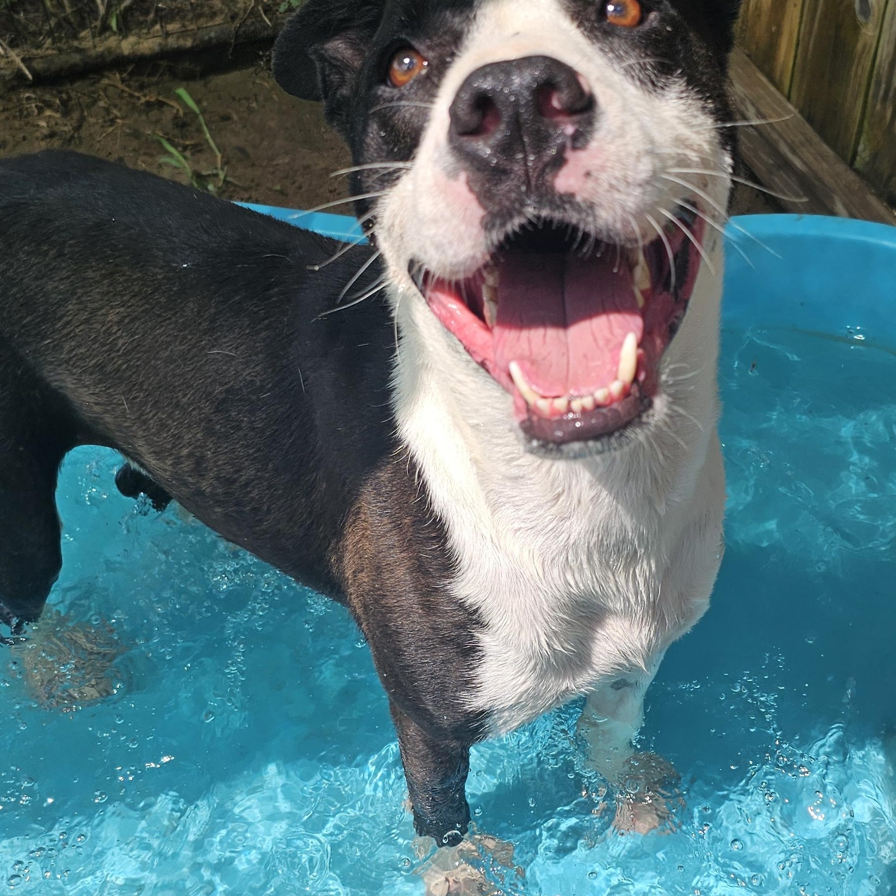Bruno, a Adopted mixed breed in Willis, TX image 1/2