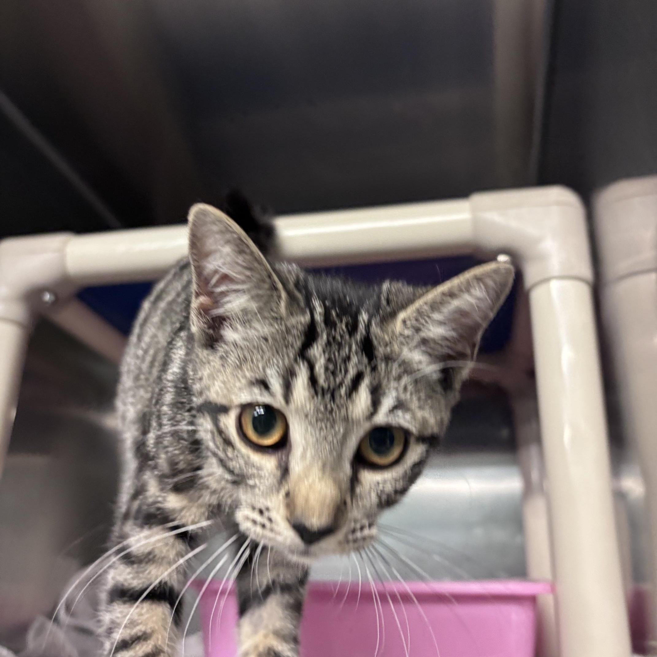 Enlarge Nina, an adopted Domestic Short Hair in Marion, NC image 3/3