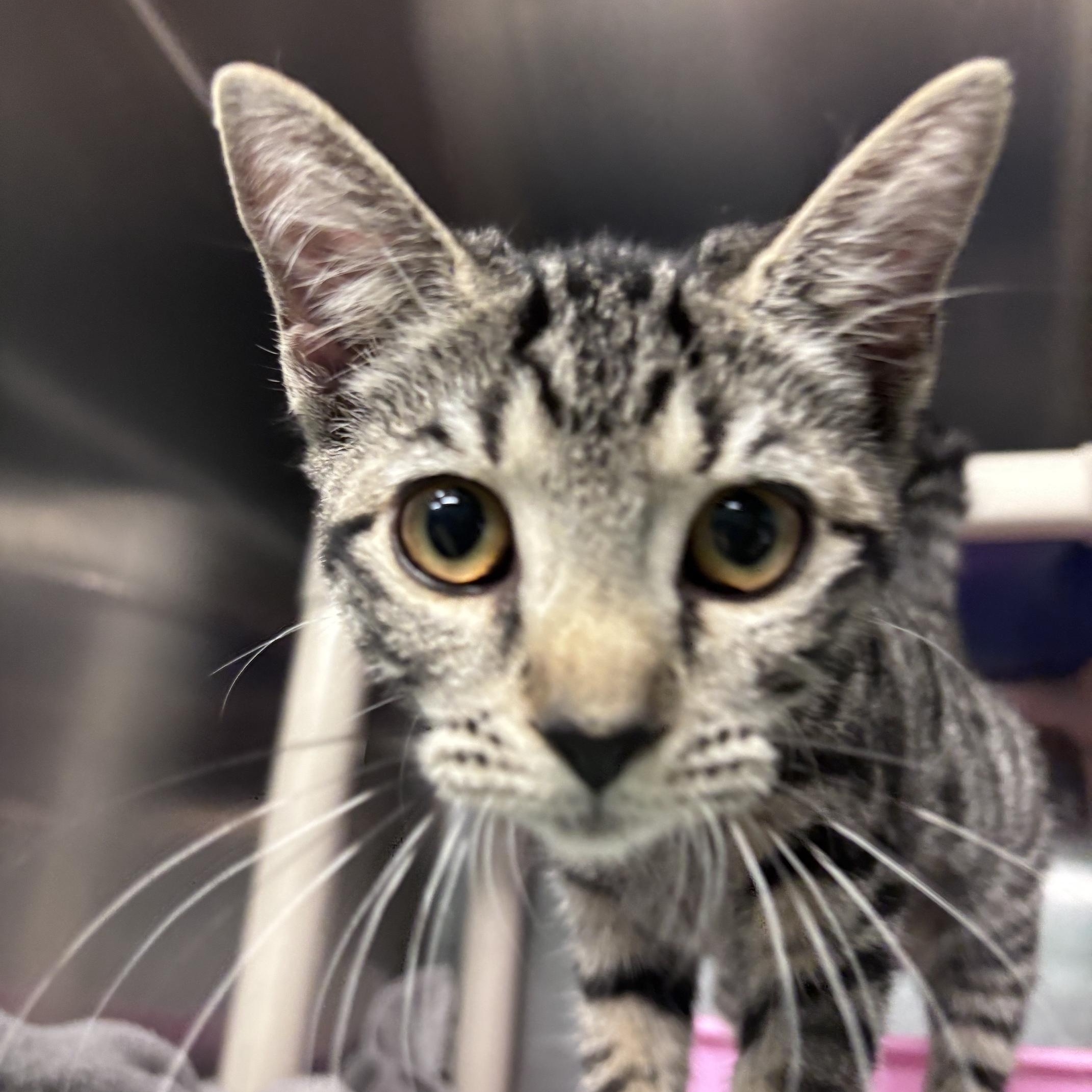 Enlarge Nina, an adopted Domestic Short Hair in Marion, NC image 2/3