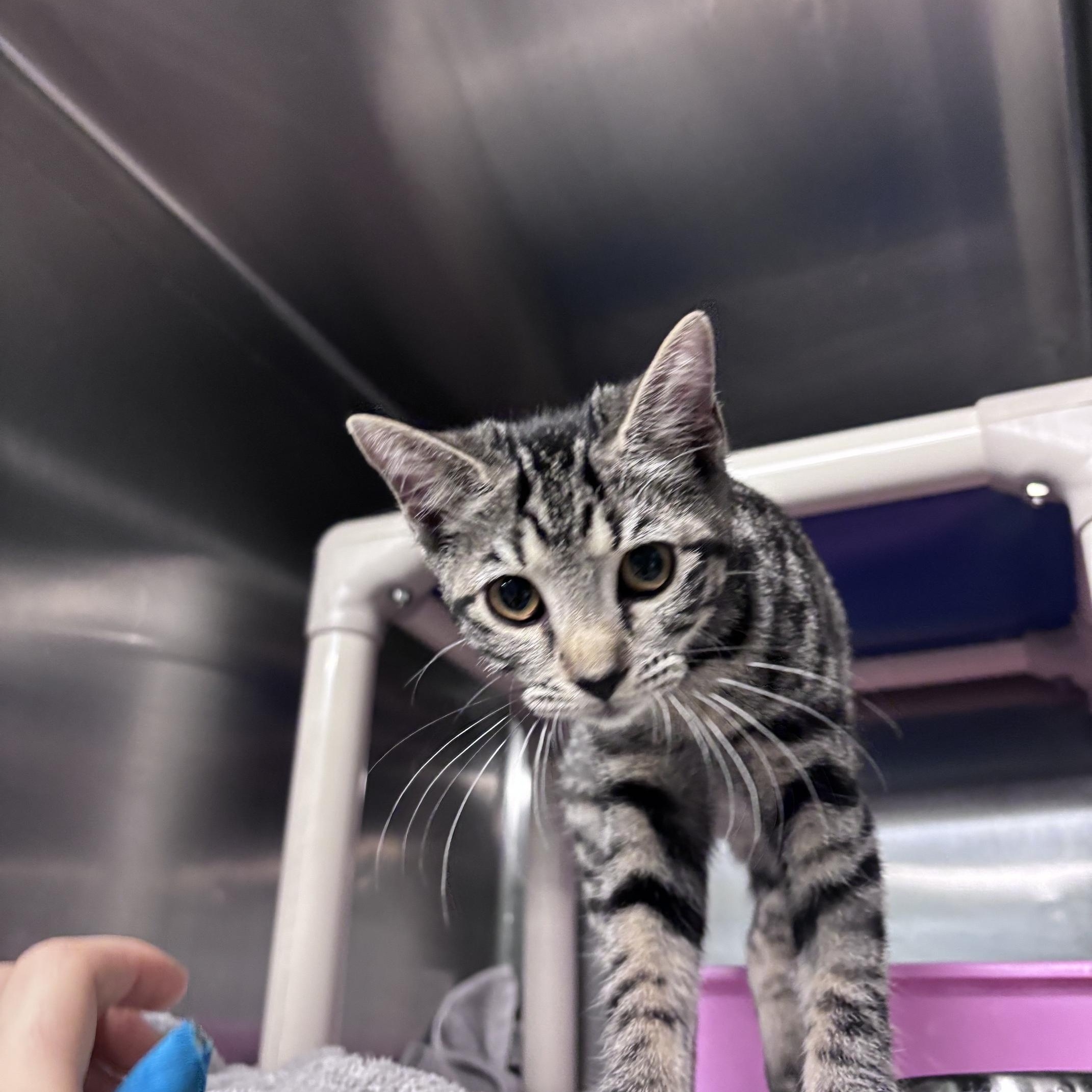 Nina, adopted, Young Female Domestic Short Hair.