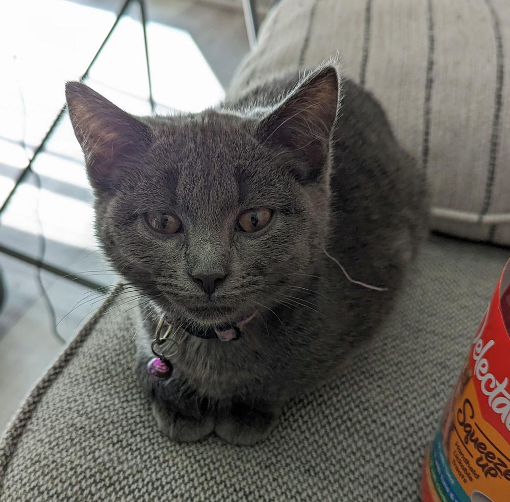 Christmas, Adoptable, Kitten Female Domestic Short Hair.