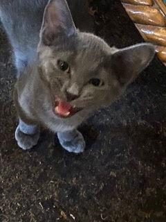 Enlarge Ayro, a Adopted Domestic Short Hair in Phoenix, AZ image 1/1