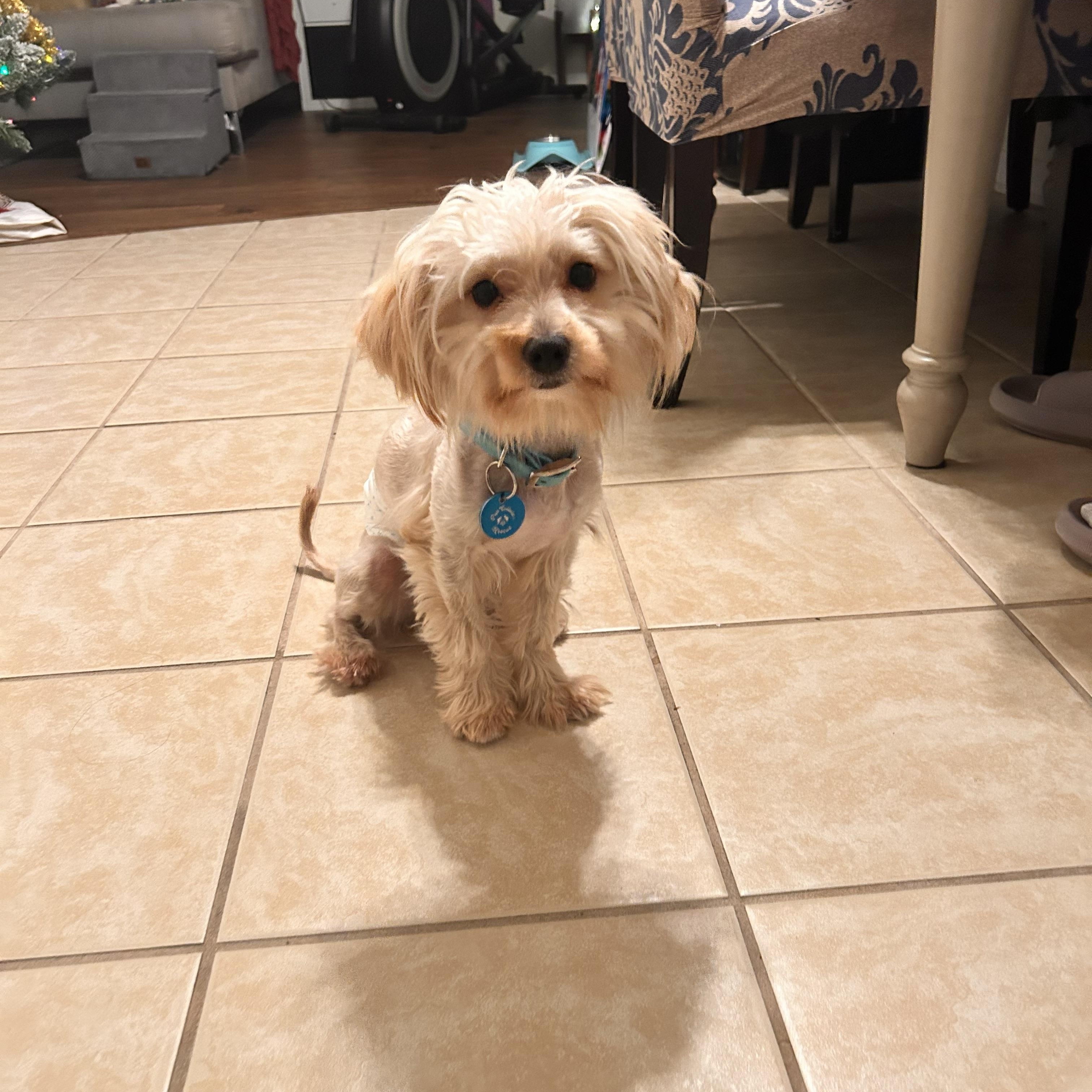 Hermes, Adoptable, Adult Male Yorkshire Terrier & Maltese.