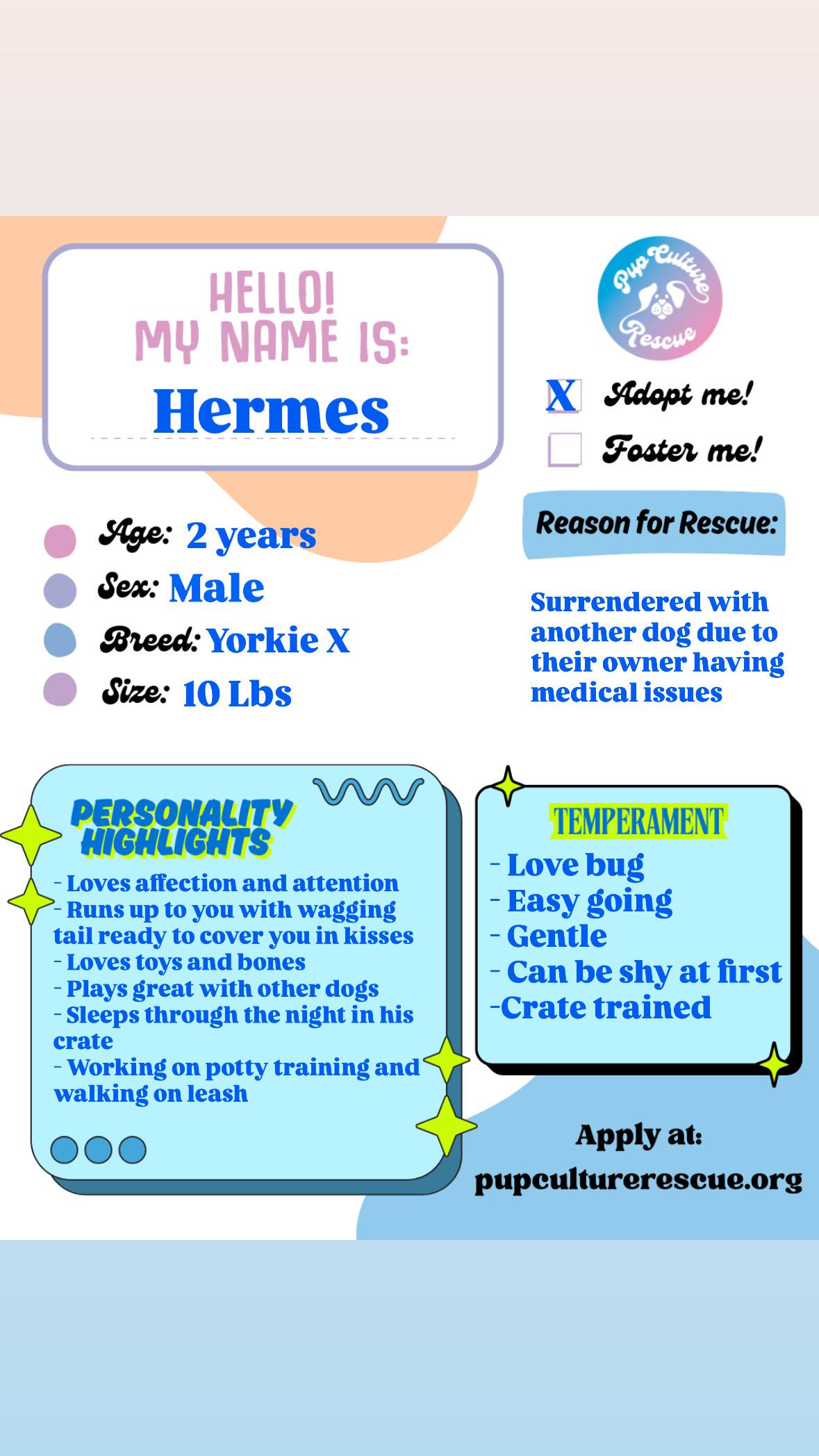 Enlarge Hermes, a Adoptable mixed breed in Pasadena, CA image 2/6