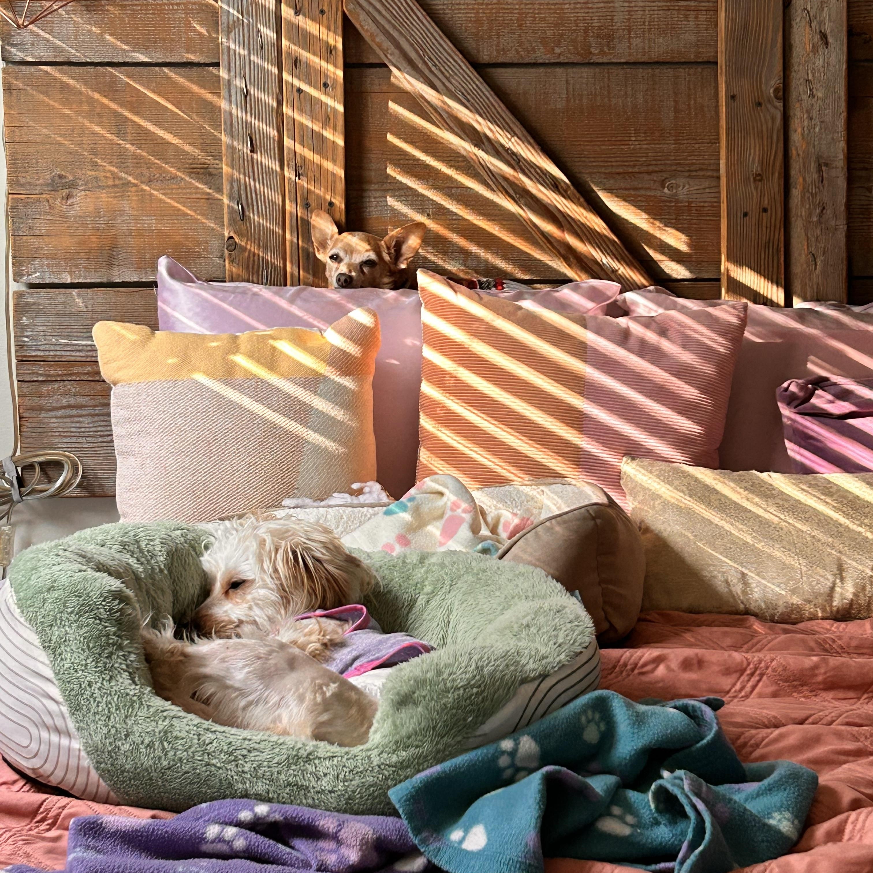 Enlarge Hermes, a Adoptable mixed breed in Pasadena, CA image 5/6