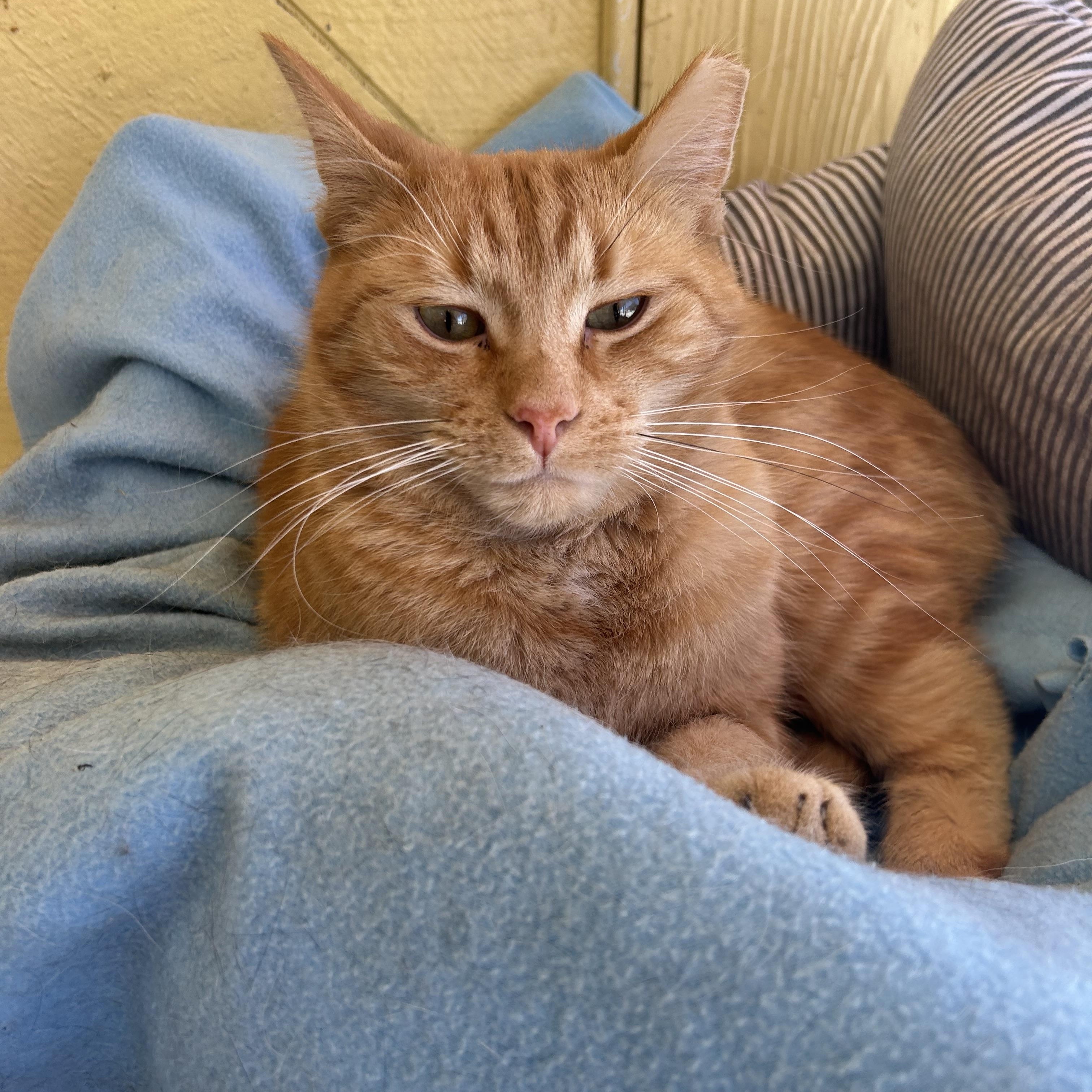 Enlarge Gingerbread Man, a Adoptable mixed breed in Madison Heights, MI image 2/2