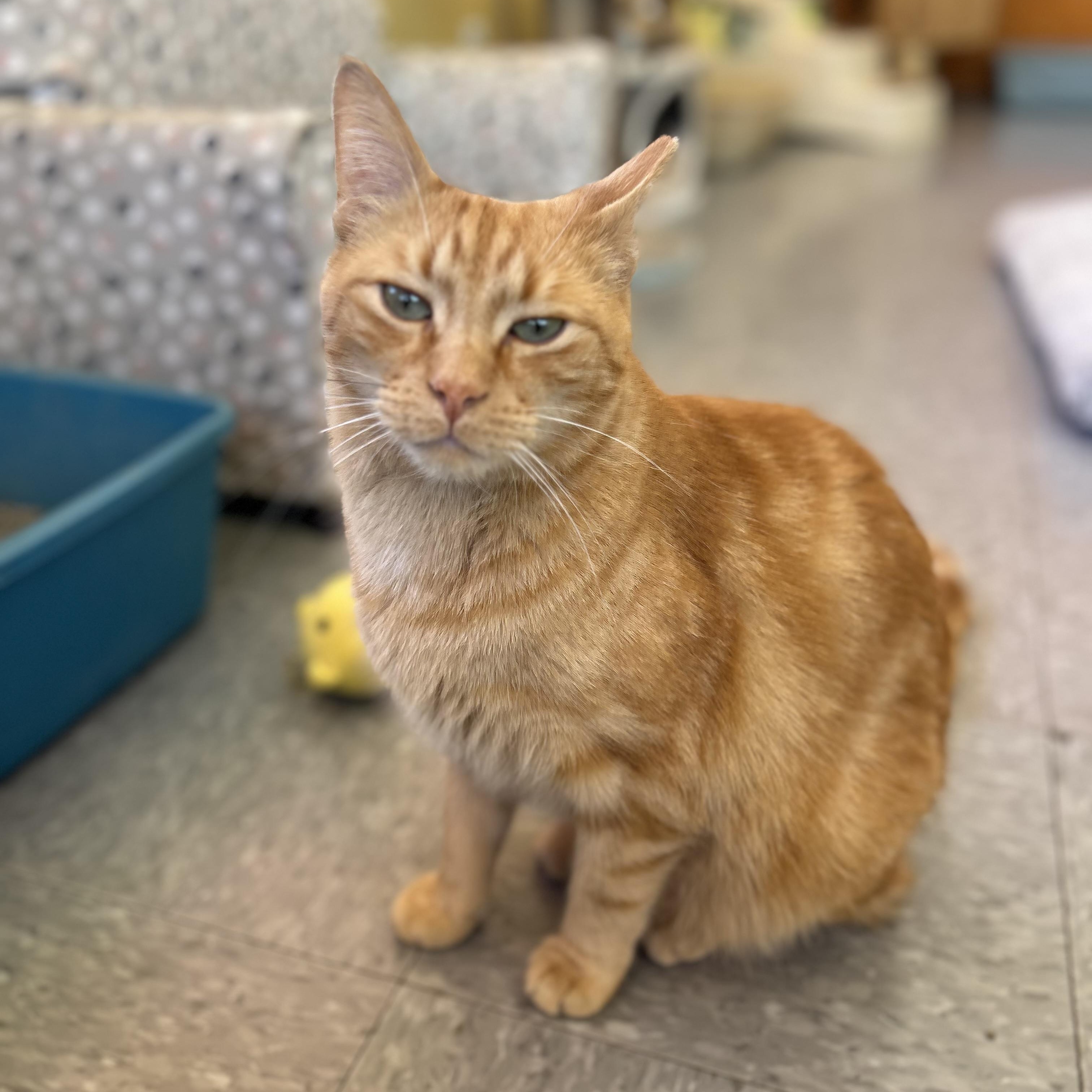 Gingerbread Man, Adoptable, Adult Male Domestic Short Hair & Tabby.