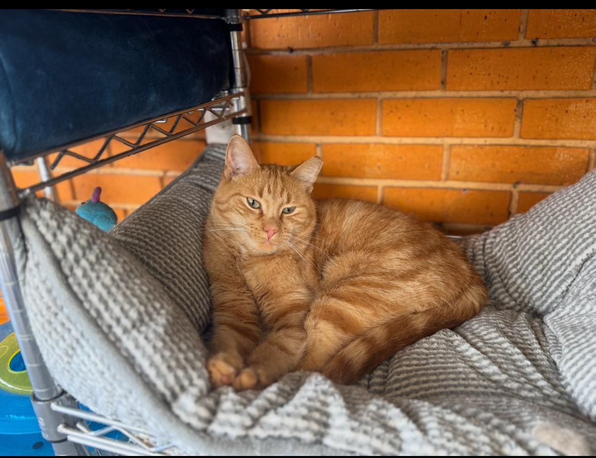 Enlarge Gingerbread Man, a Adoptable mixed breed in Madison Heights, MI image 1/1
