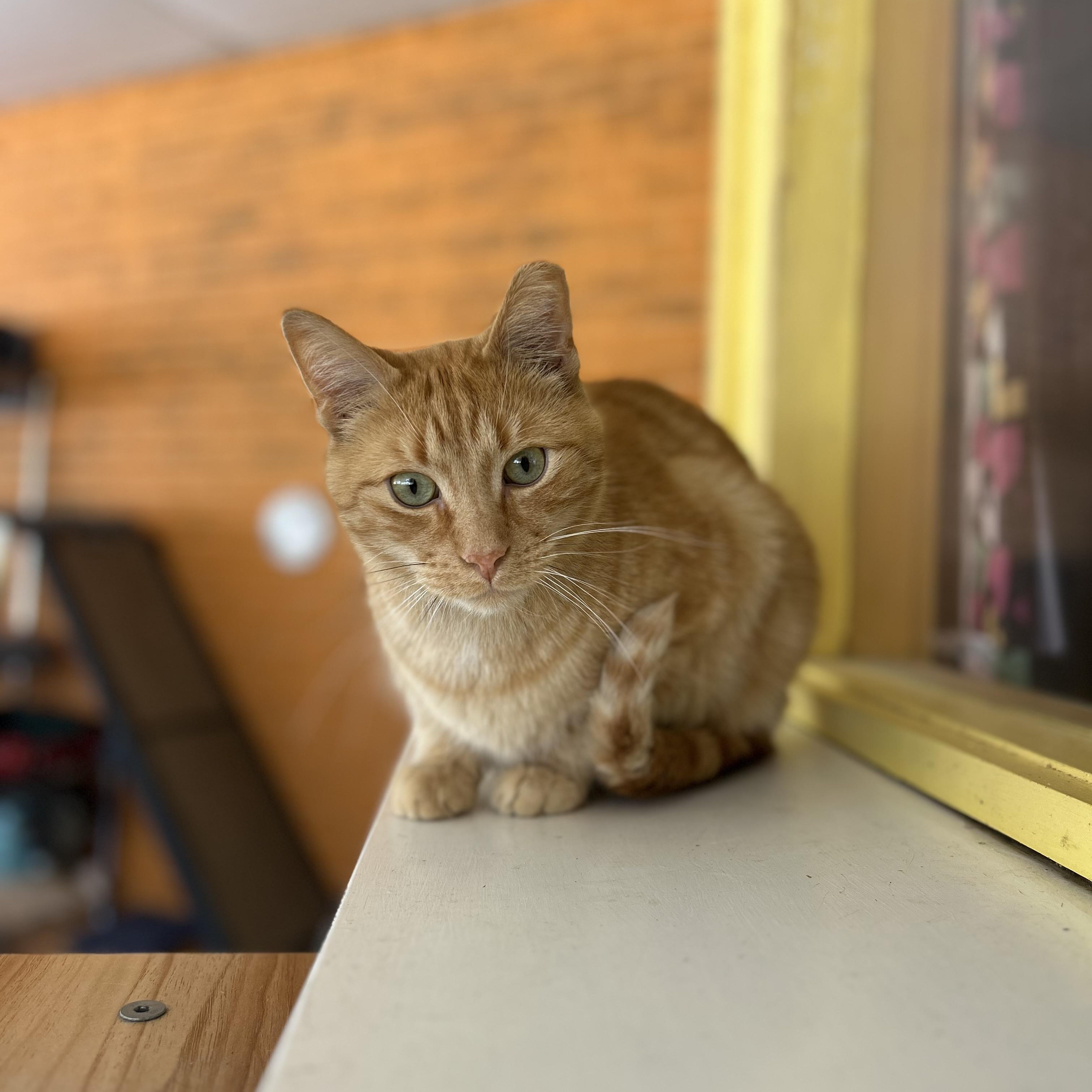 Gingerbread Man, a Adoptable mixed breed in Madison Heights, MI image 3/5