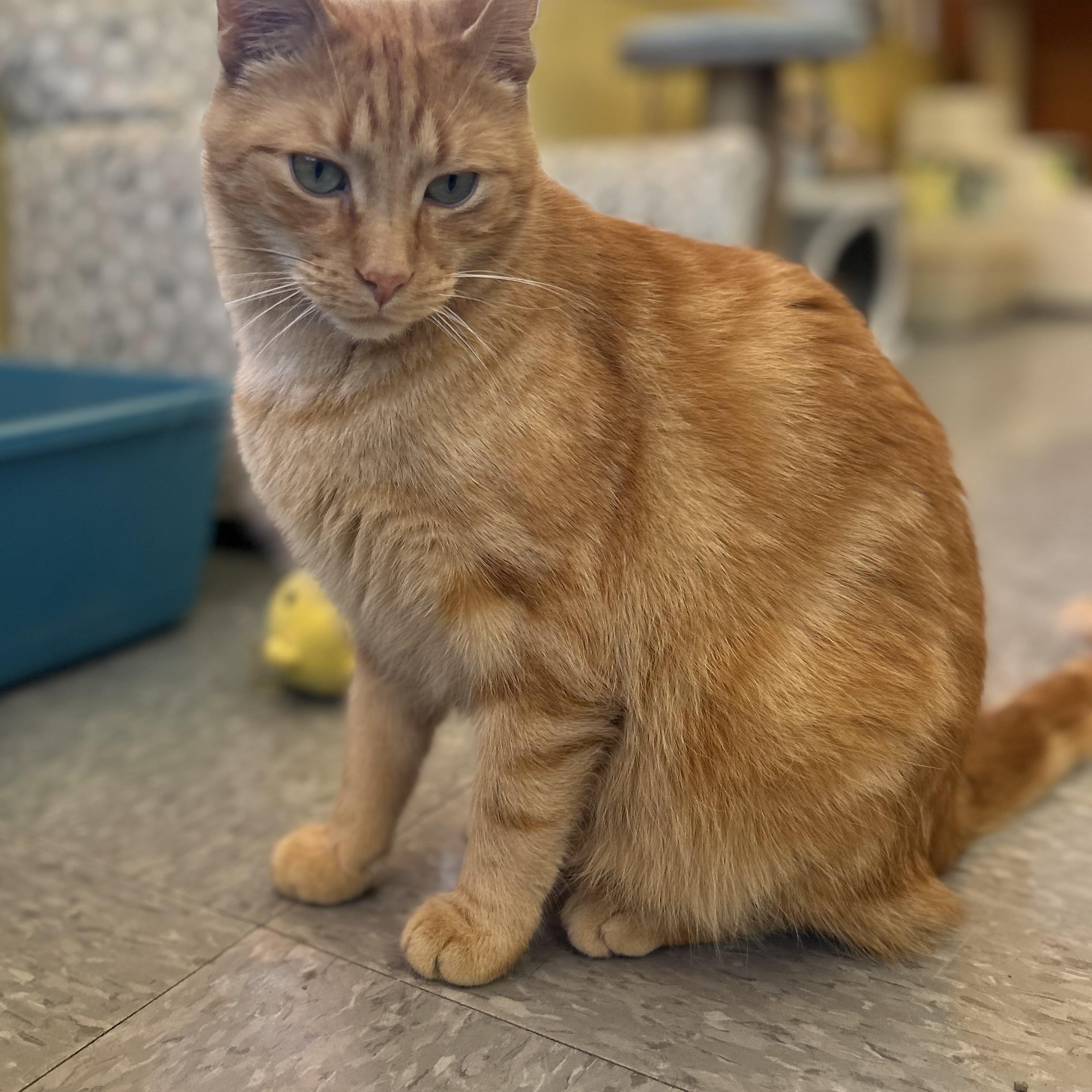 Gingerbread Man, a Adoptable mixed breed in Madison Heights, MI image 4/5