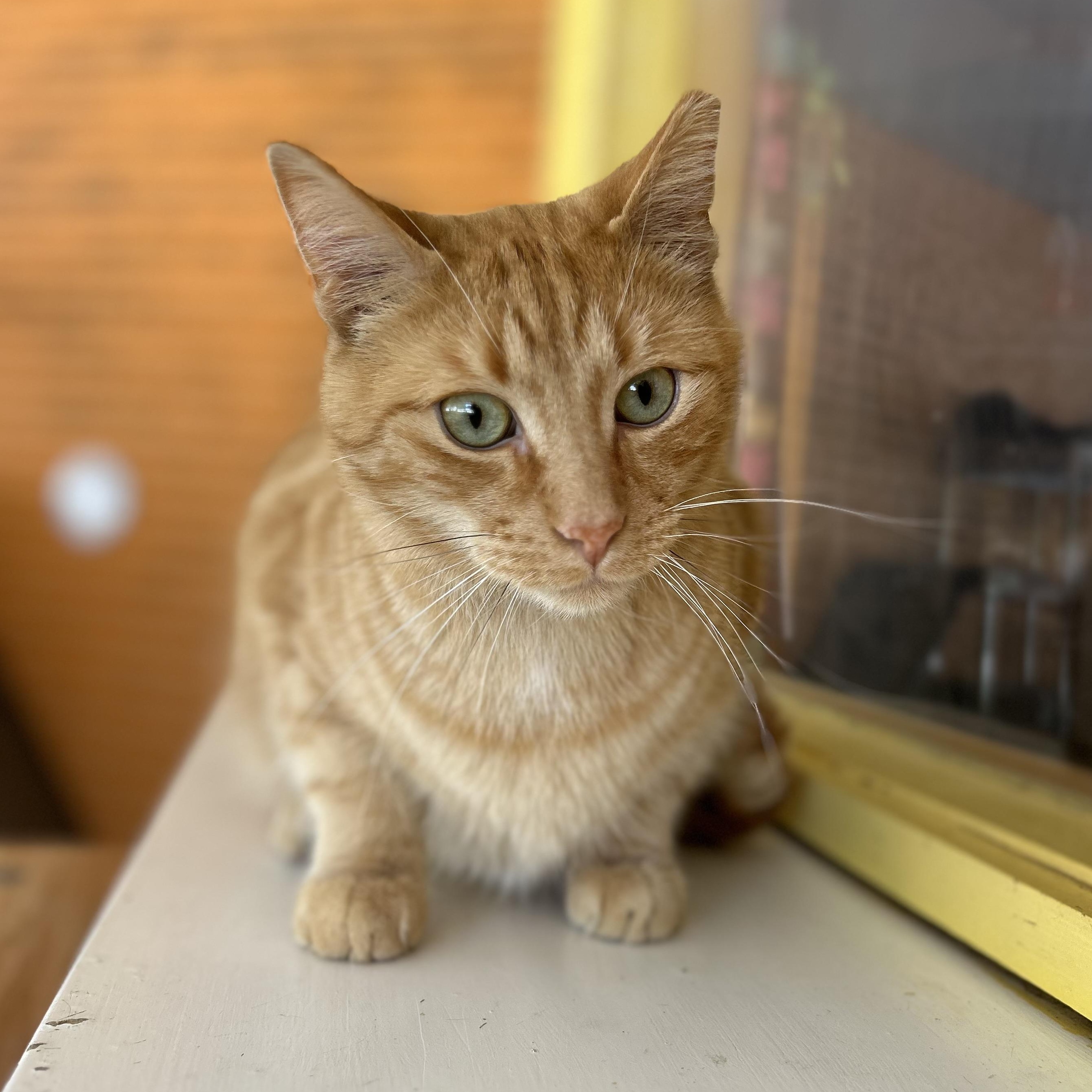 Gingerbread Man, a Adoptable mixed breed in Madison Heights, MI image 2/5