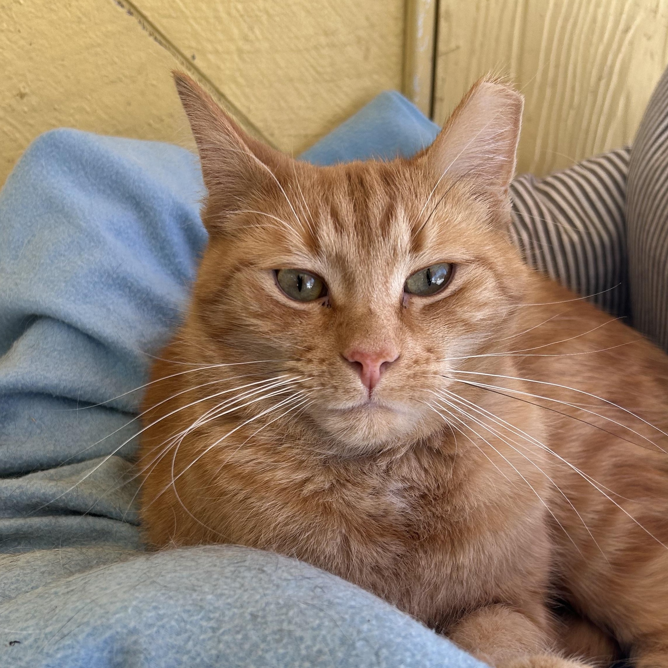 Enlarge Gingerbread Man, a Adoptable mixed breed in Madison Heights, MI image 1/2