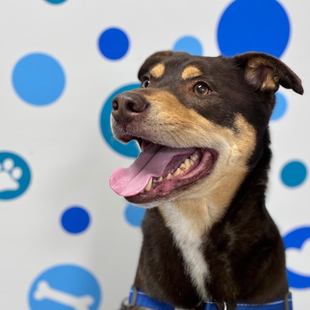 Reggie, Adult Male Mixed Breed