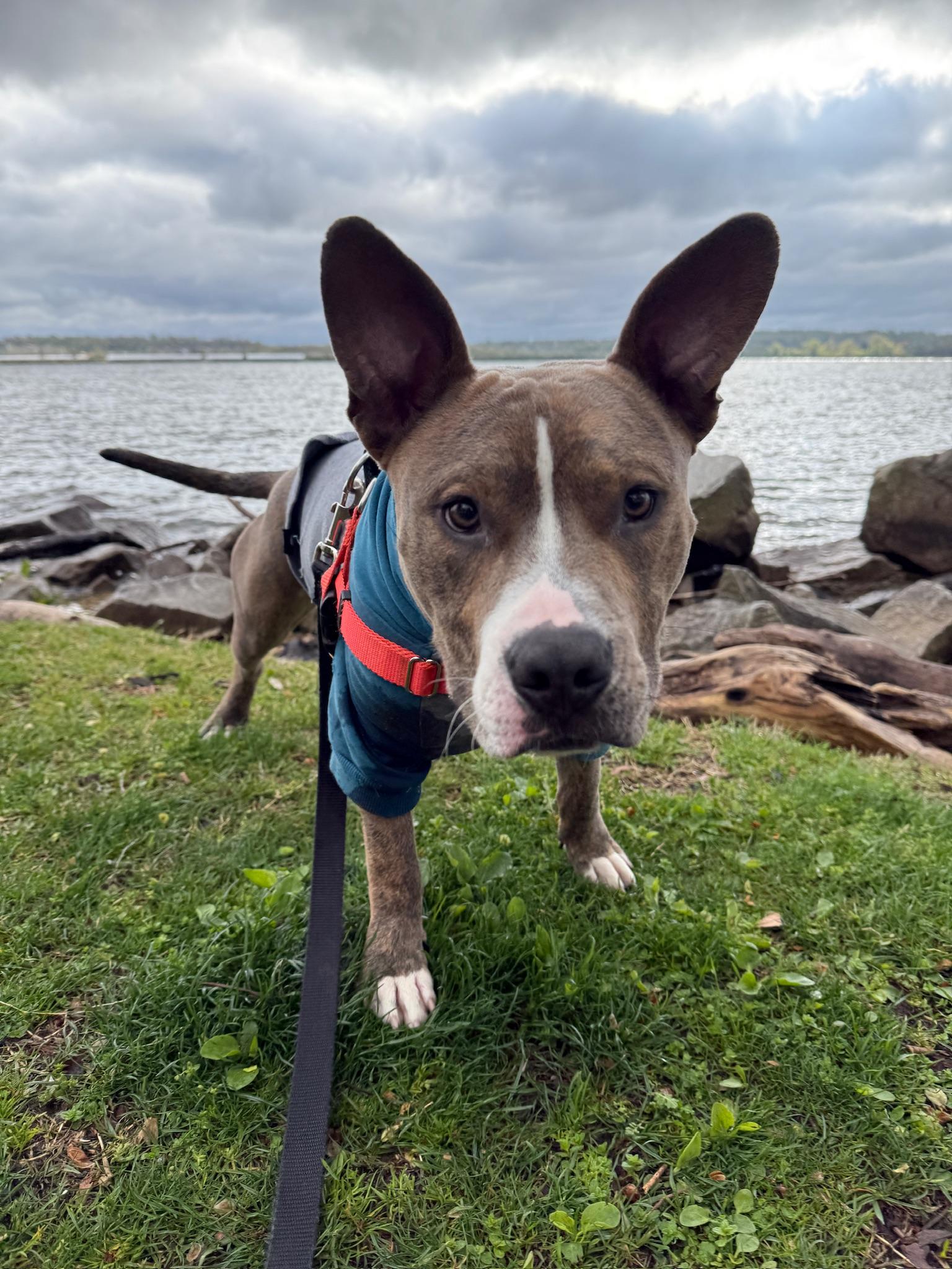 Enlarge Kevin, a Adoptable Pit Bull Terrier in Alexandria, VA image 1/6