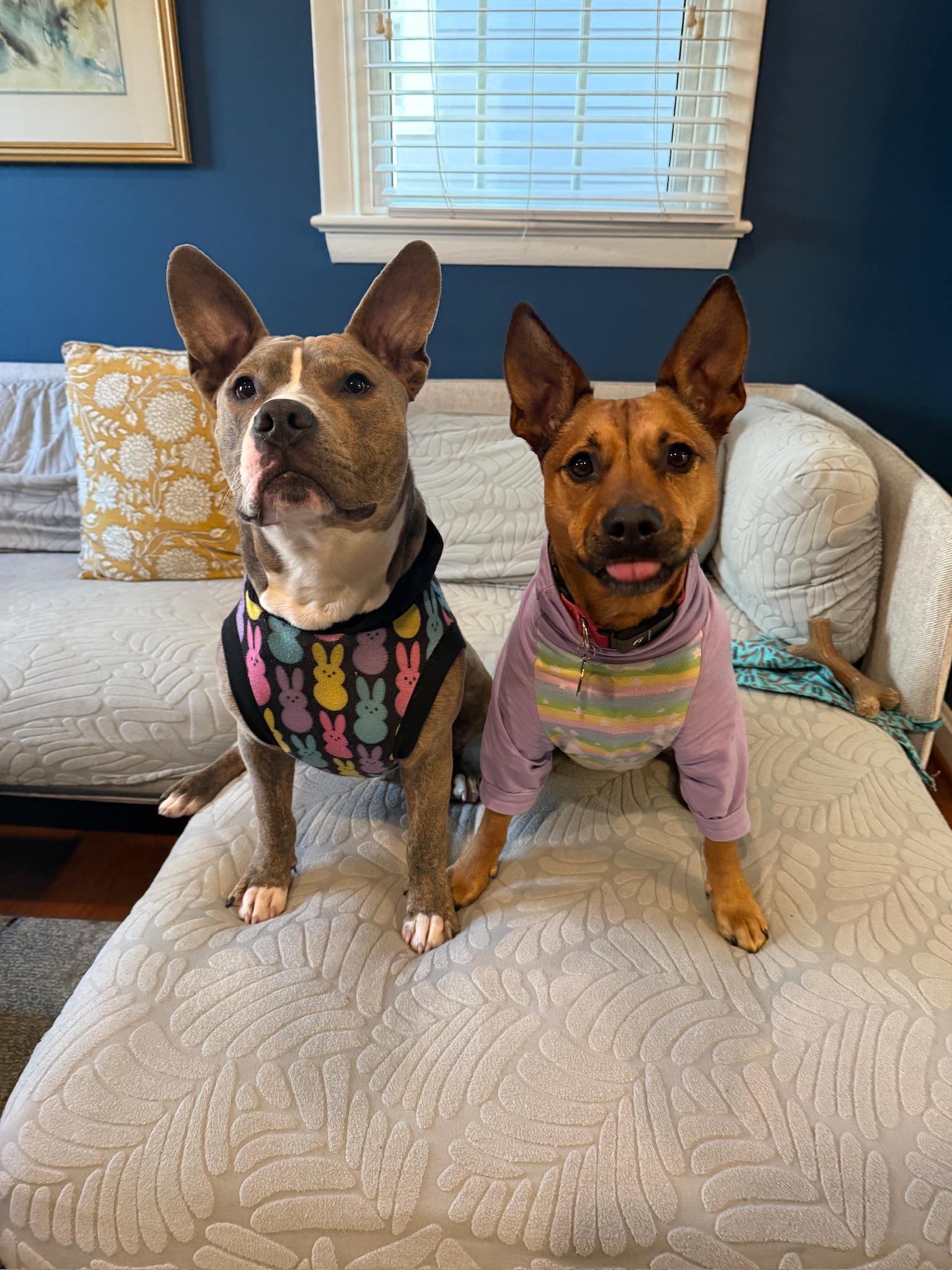 Enlarge Kevin, a Adoptable Pit Bull Terrier in Alexandria, VA image 2/6