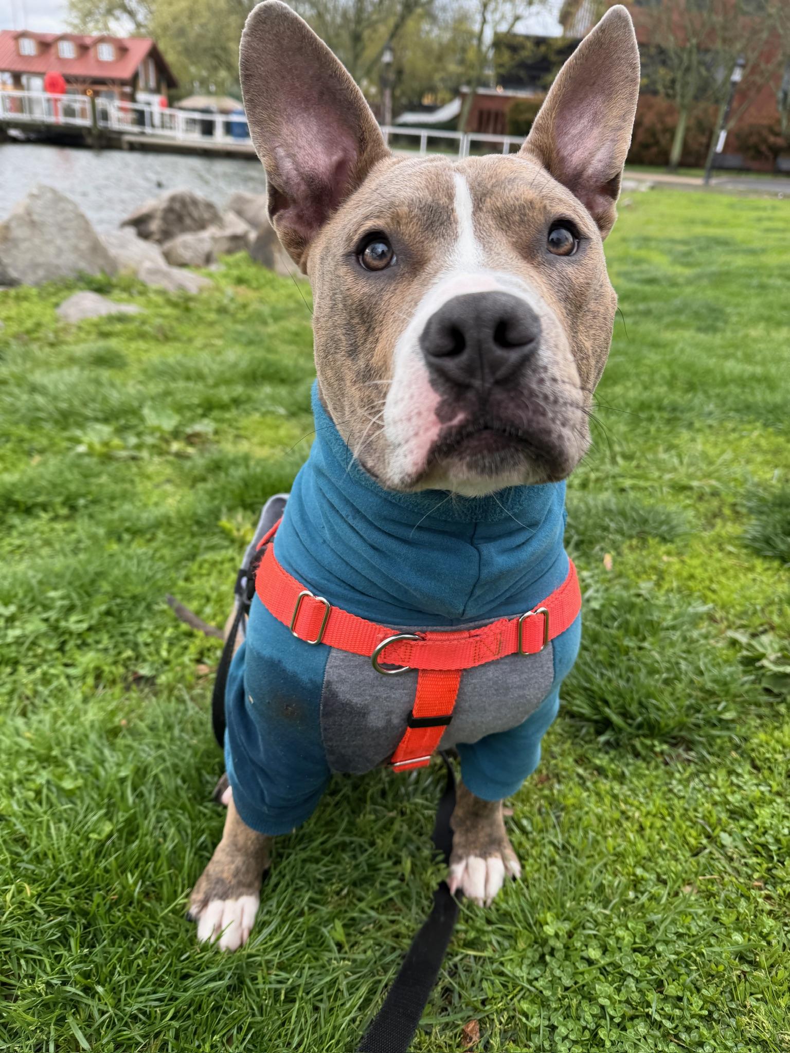 Enlarge Kevin, a Adoptable Pit Bull Terrier in Alexandria, VA image 3/6