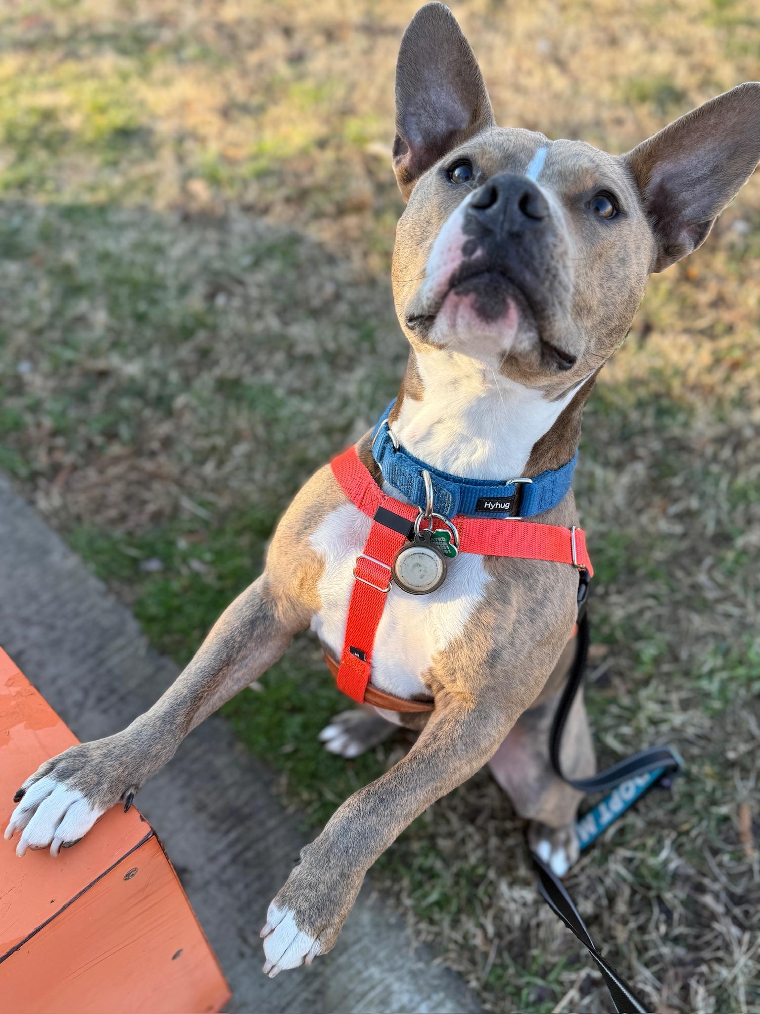 Kevin, Adoptable, Young Male Pit Bull Terrier.