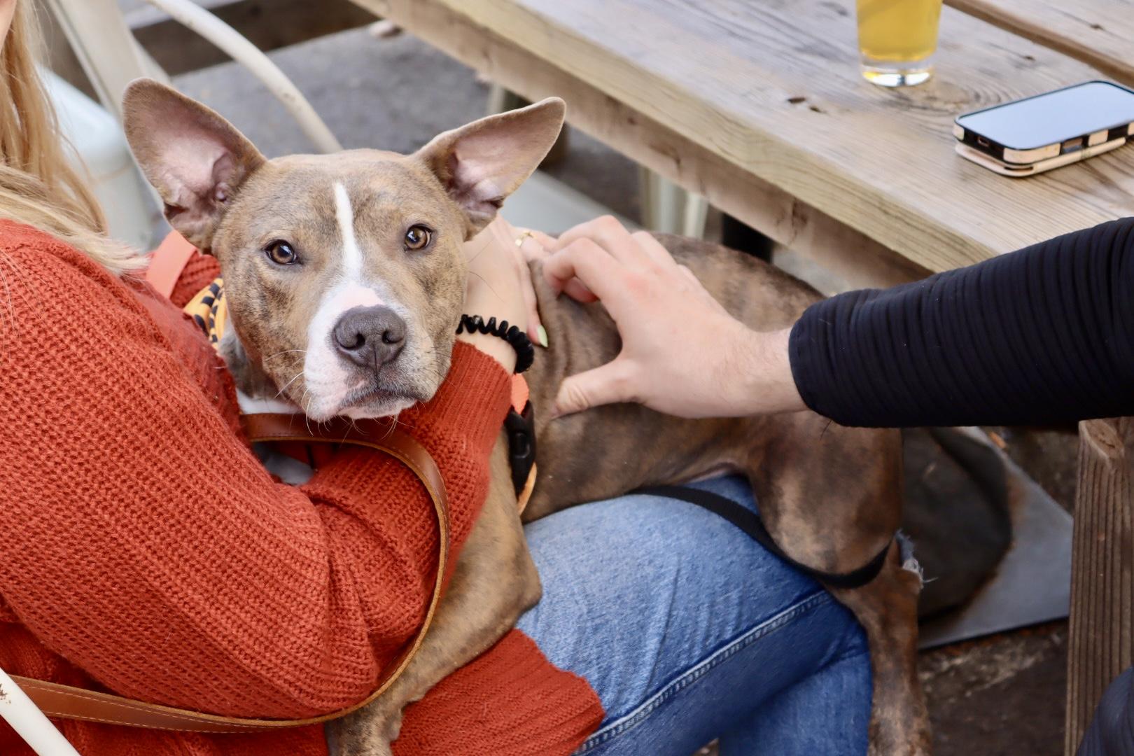 Enlarge Kevin, a Adoptable Pit Bull Terrier in Alexandria, VA image 4/6